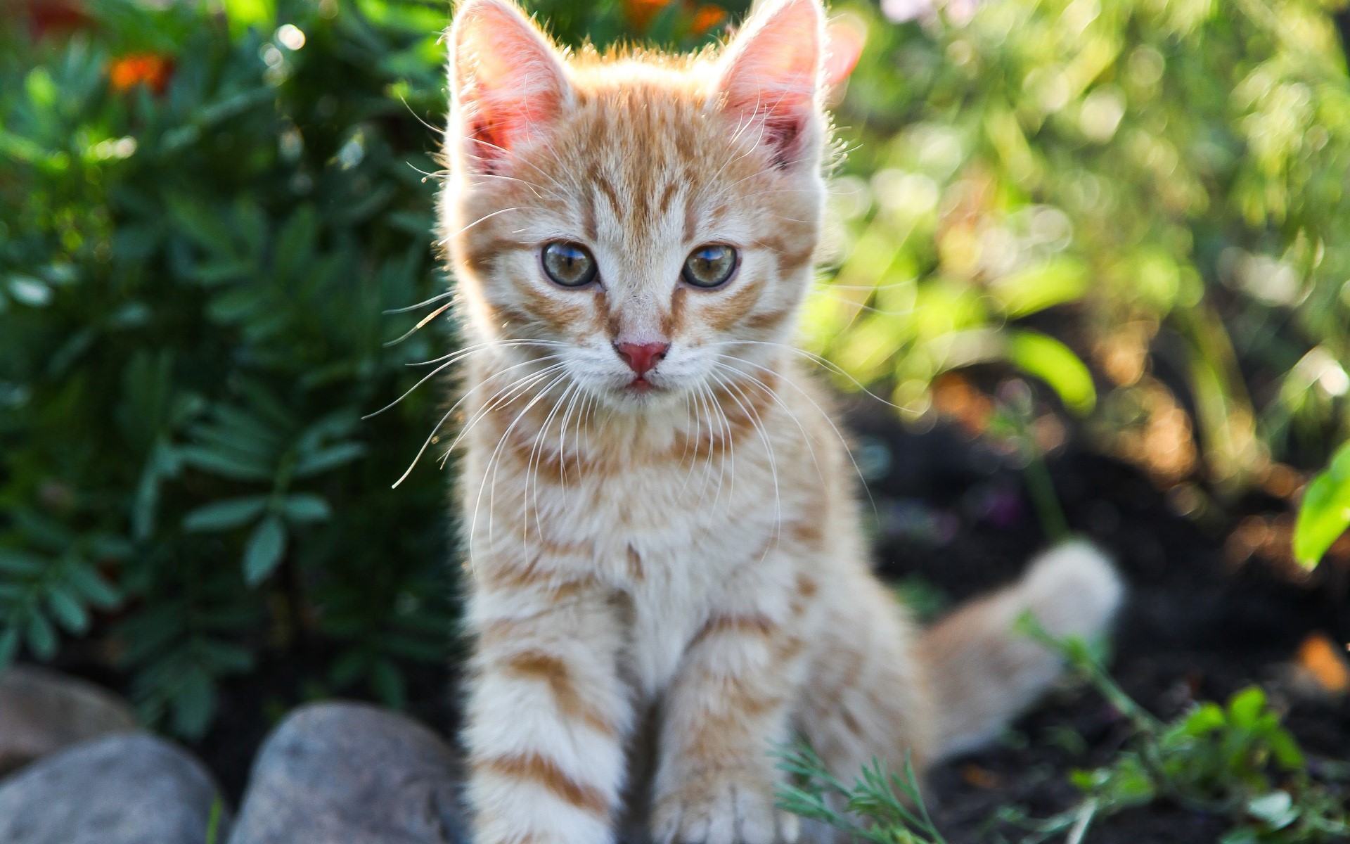 Orange tabby kitten sitting in garden HD Wallpaper
