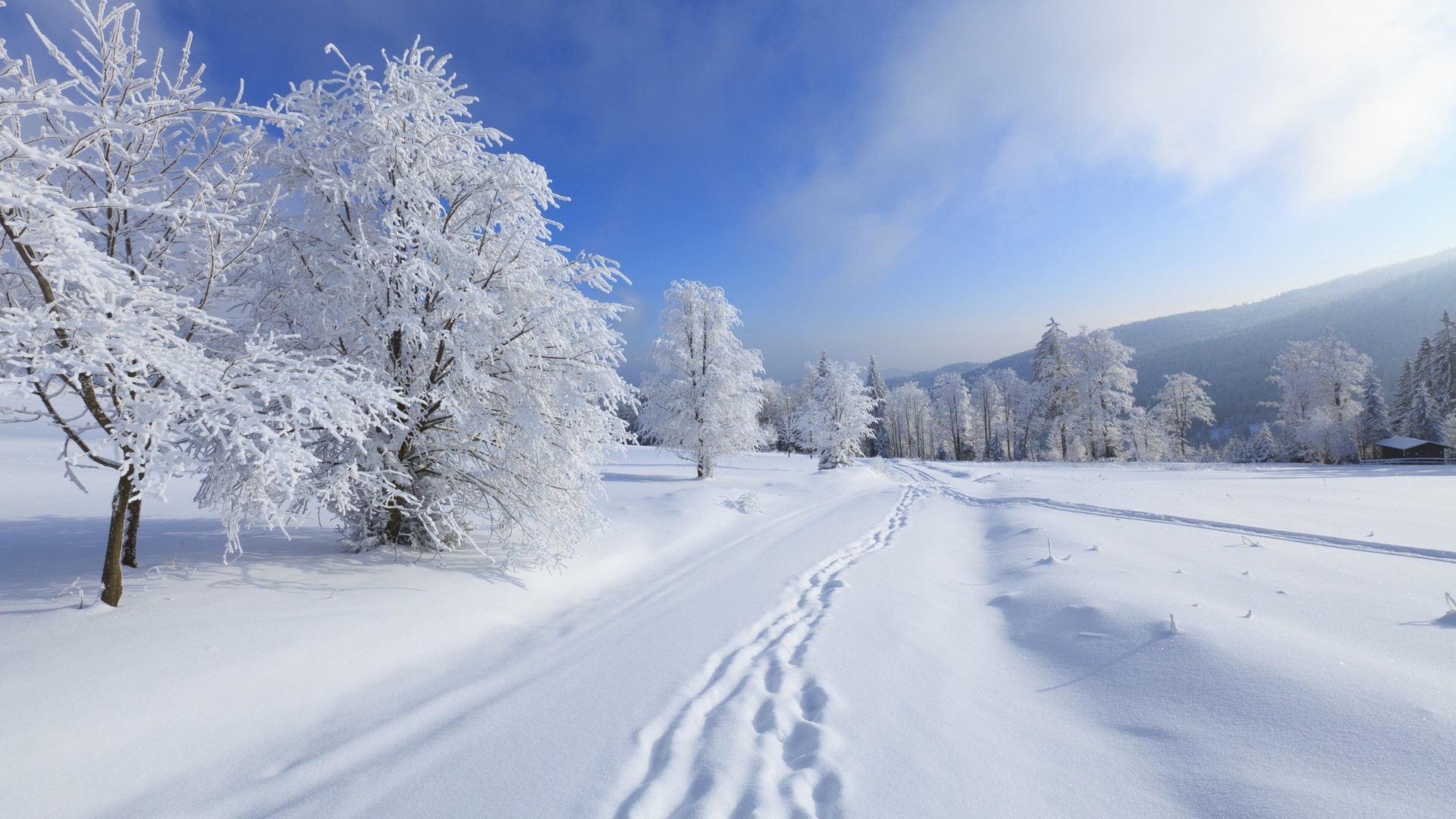 Snowy landscape with frosted trees and footprints HD Wallpaper