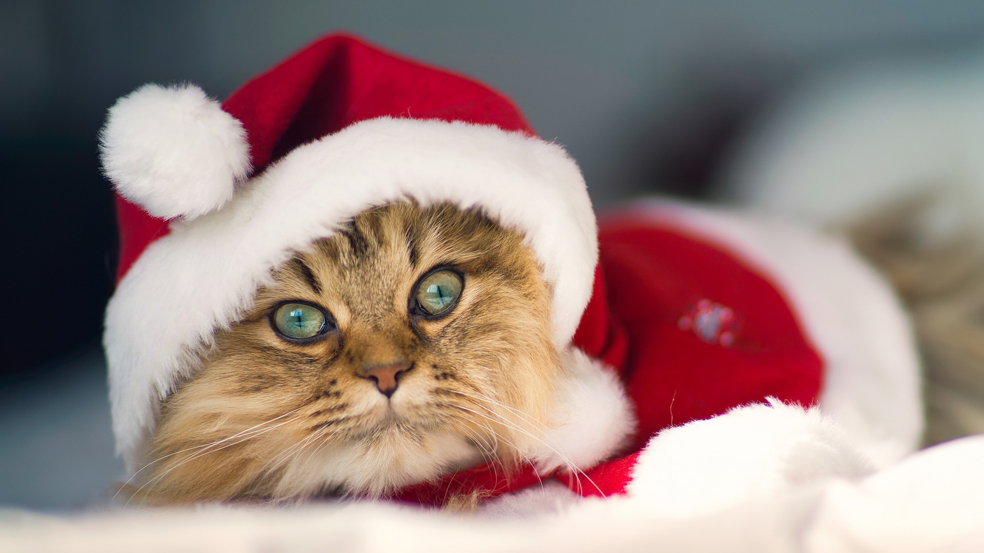 Cat wearing a Santa hat and costume HD Wallpaper