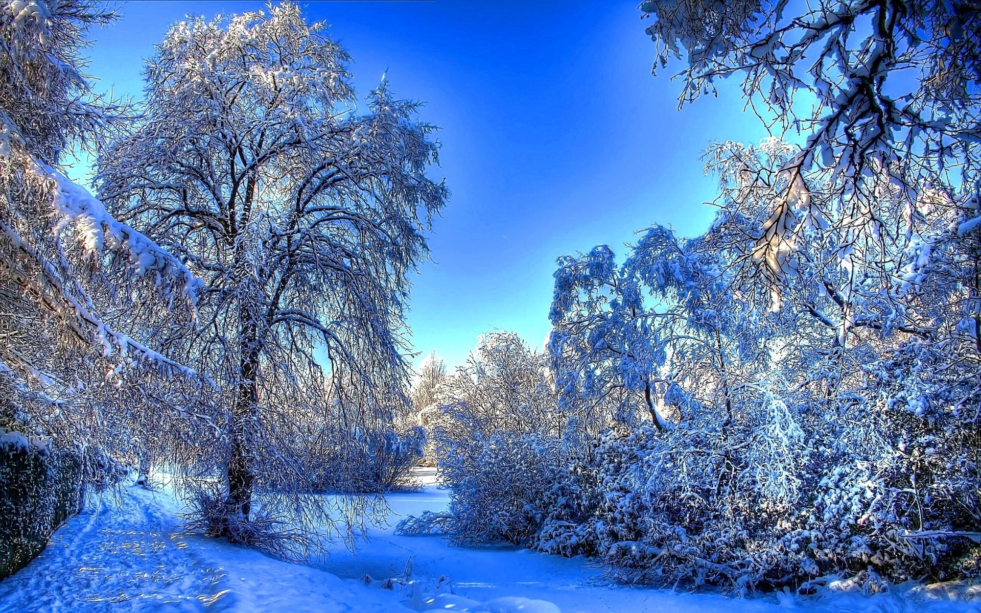 Winter scene with snow-covered trees and blue sky HD Wallpaper