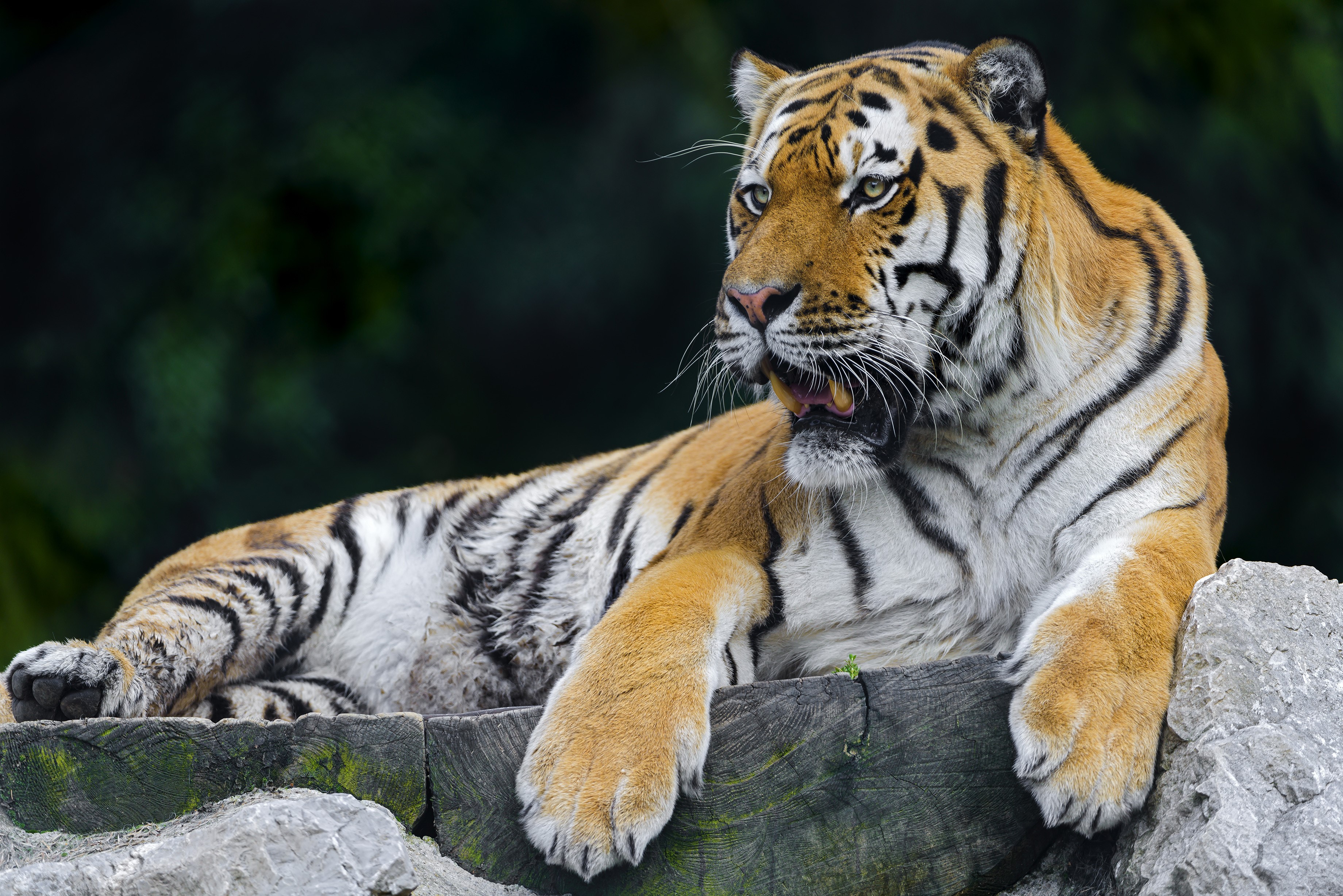 Tiger lying on rocks and wood HD Wallpaper