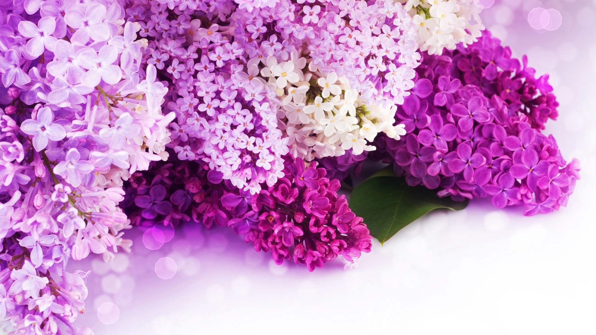 Bouquet of purple and white lilacs HD Wallpaper