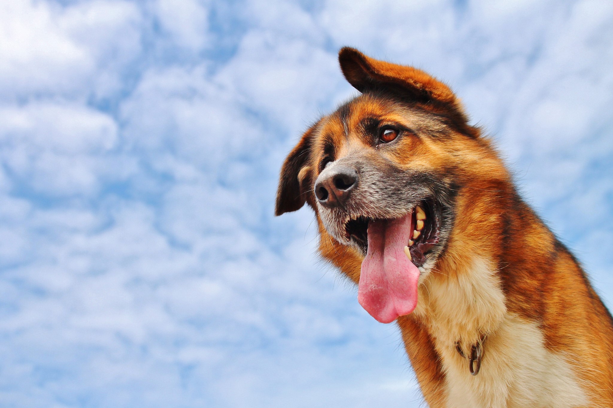 Dog with tongue out against cloudy sky HD Wallpaper
