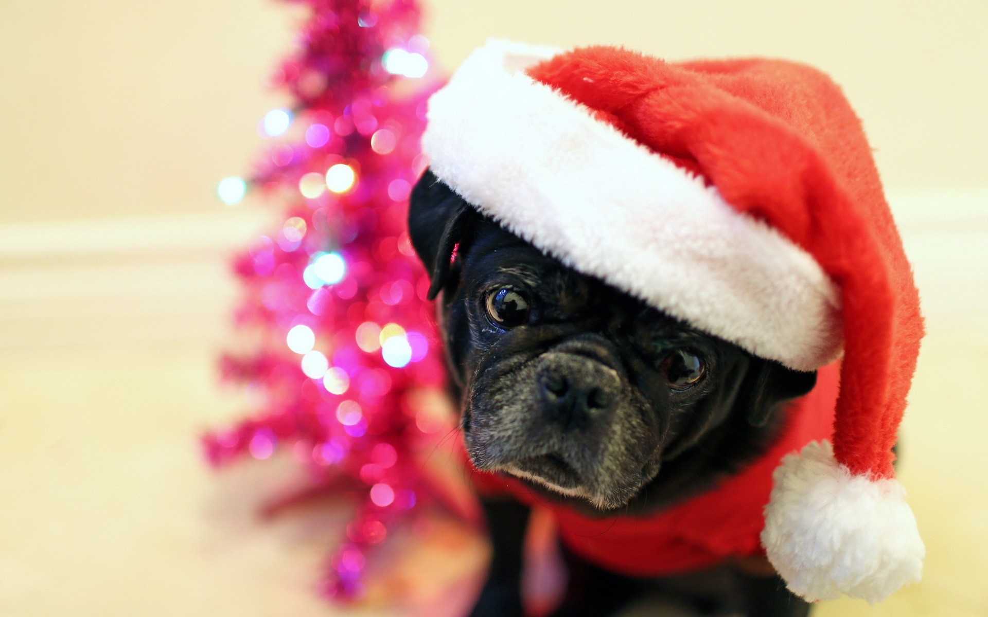 Black Pug Wearing Santa Hat Next to Pink Christmas Tree HD Wallpaper