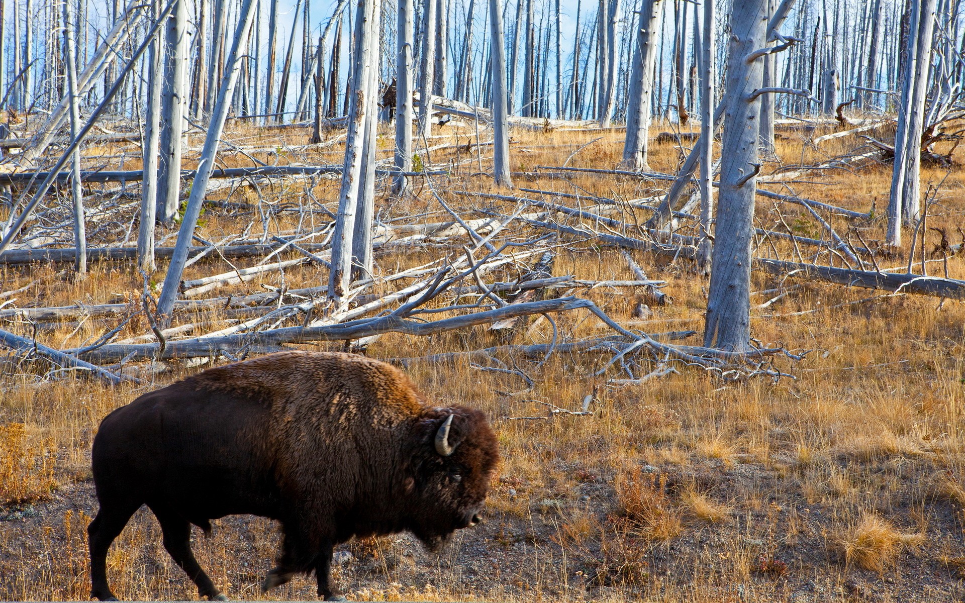 Bison walking through a burnt forest HD Wallpaper