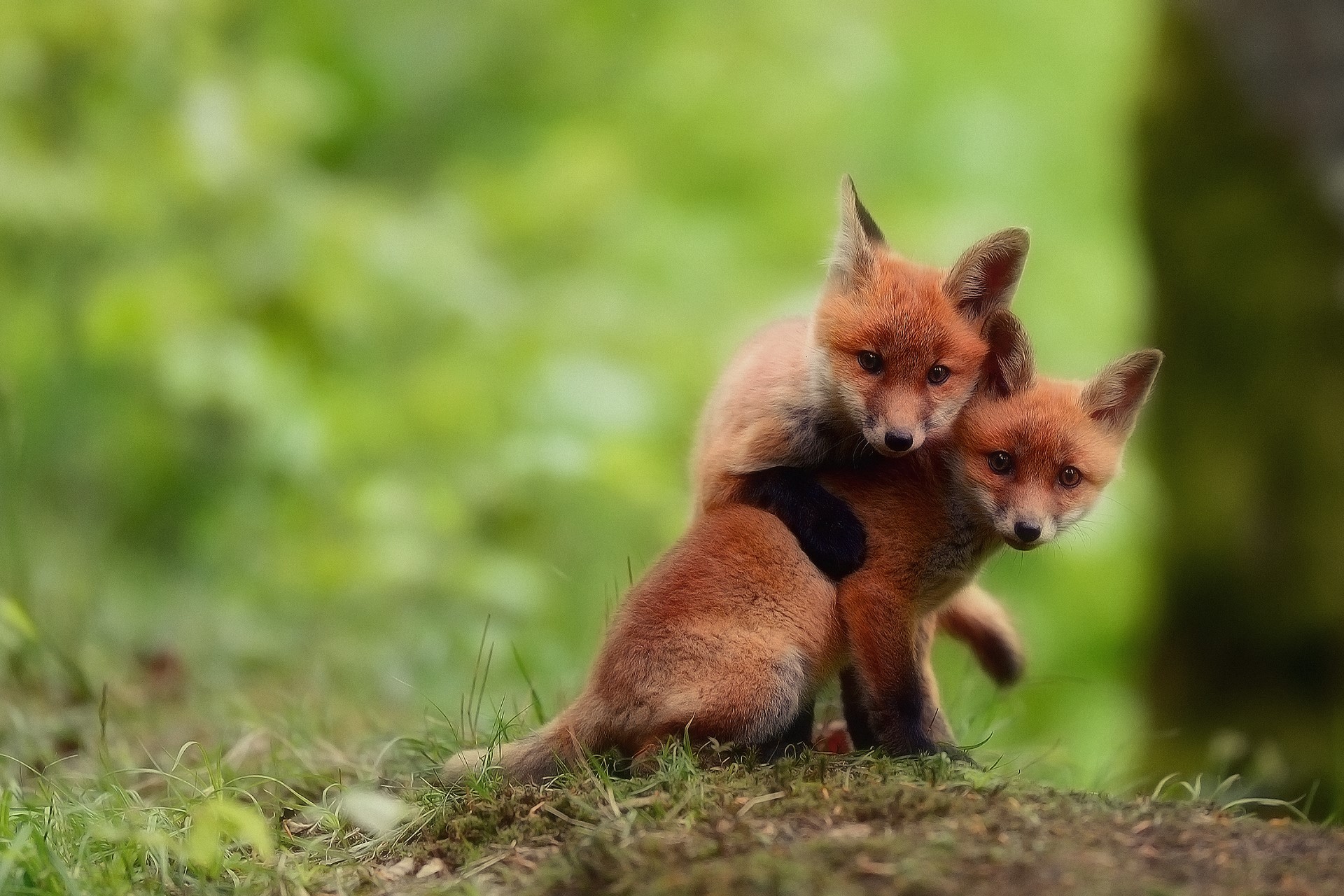 Two young foxes playing in the grass HD Wallpaper