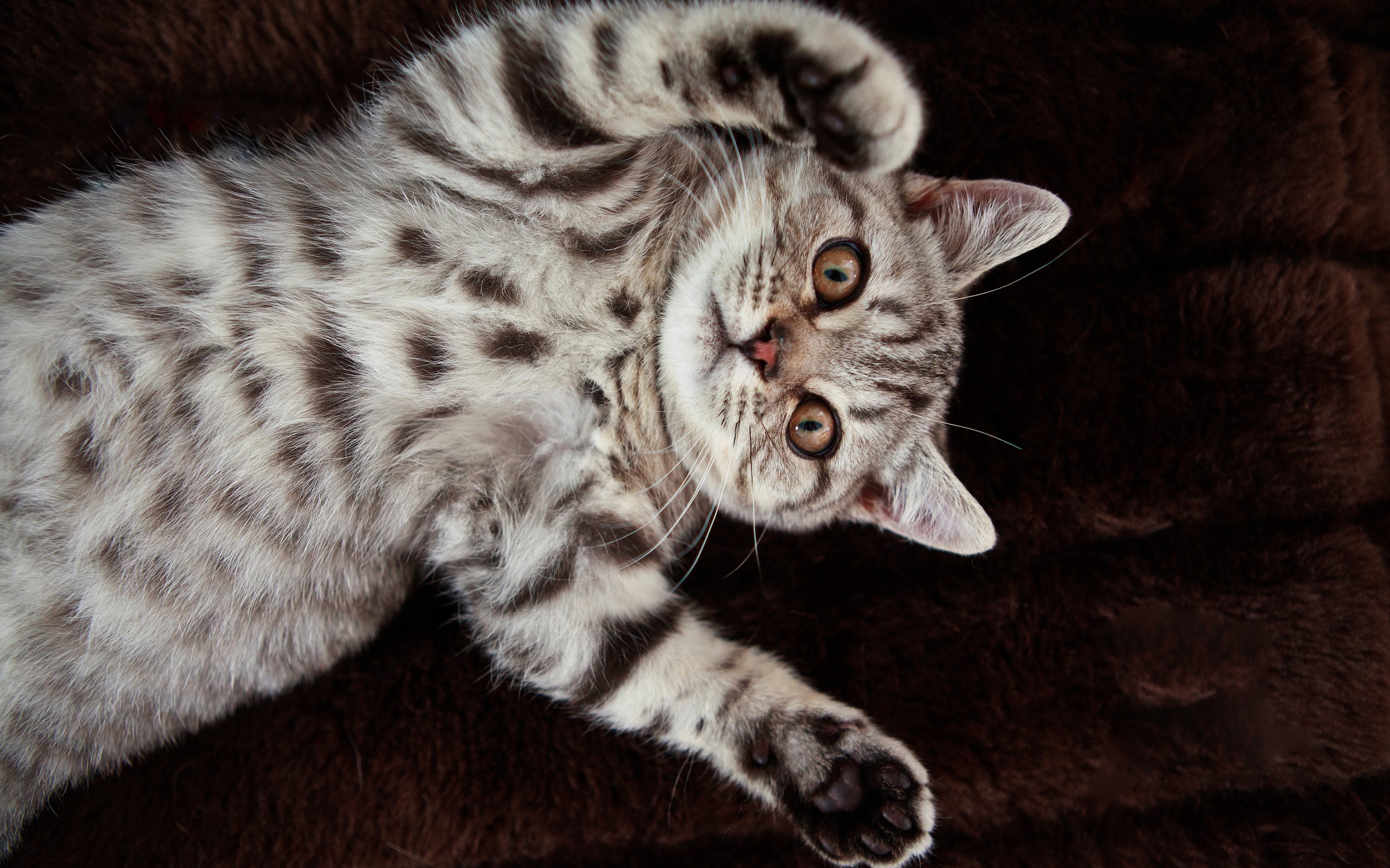 Tabby kitten lying on its back HD Wallpaper