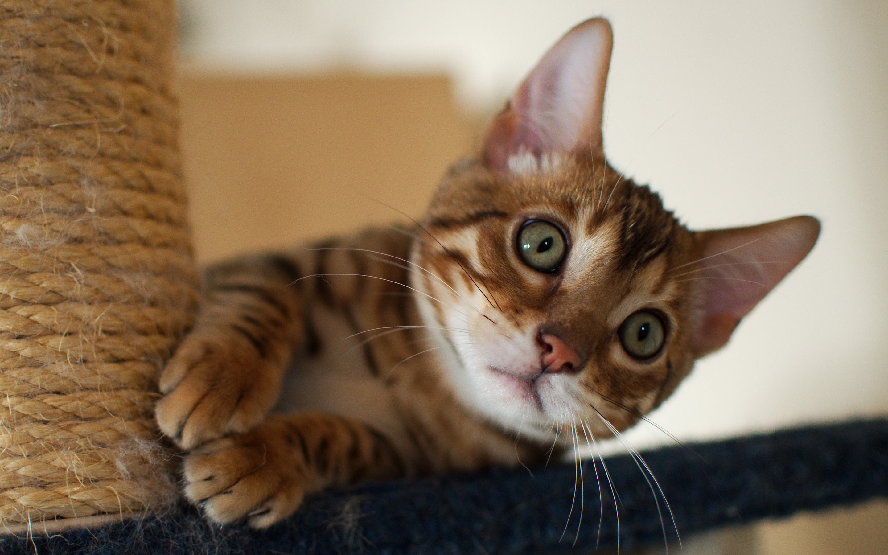 Bengal kitten on a scratching post HD Wallpaper