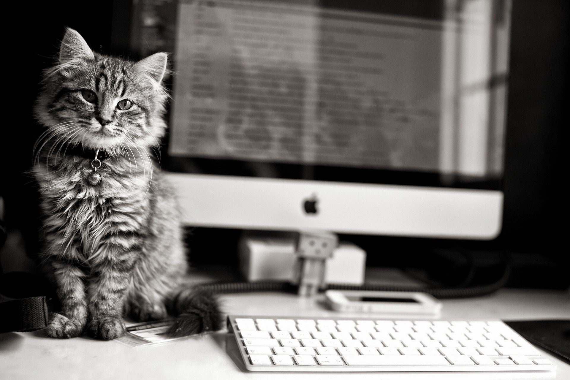 Cat sitting in front of an Apple computer HD Wallpaper
