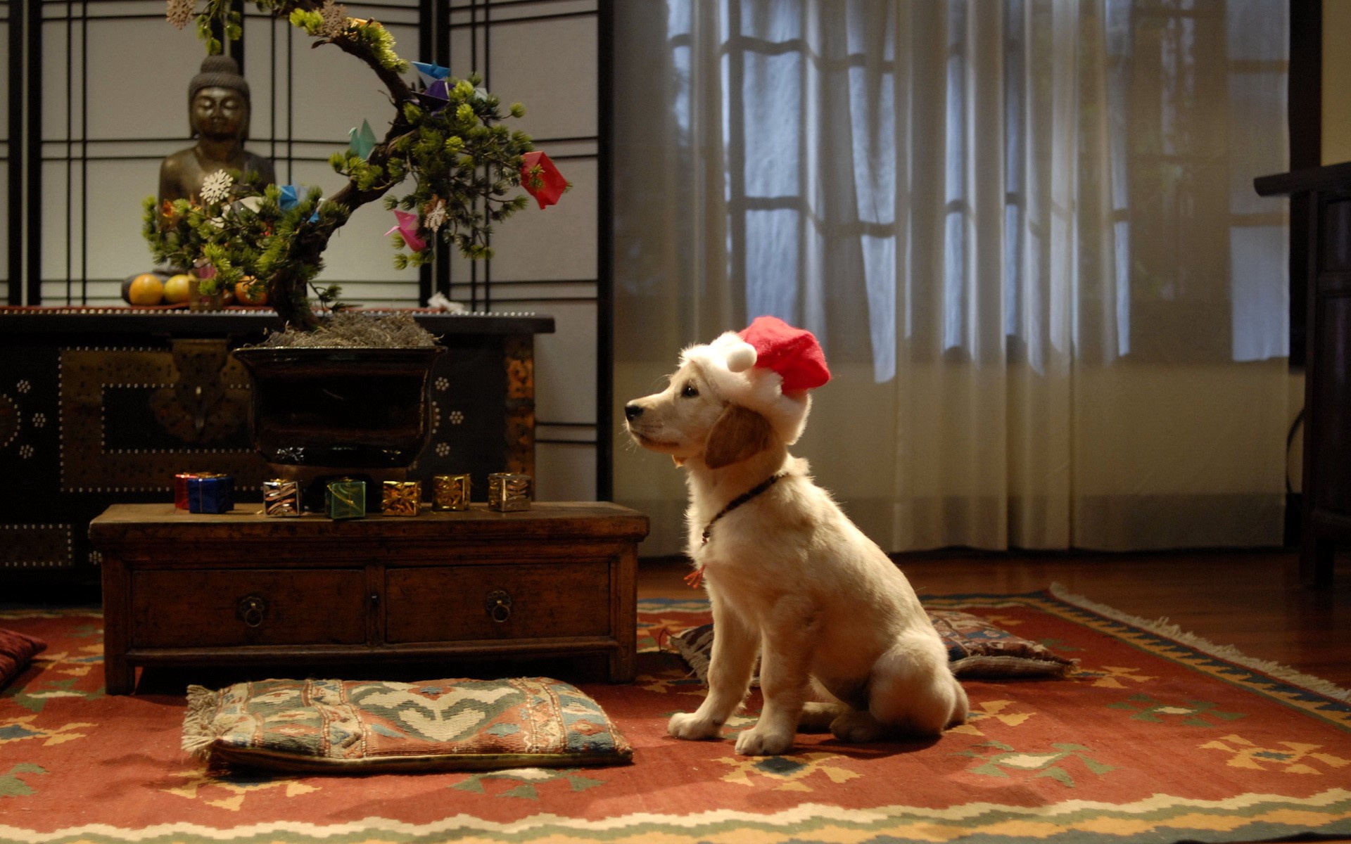Golden Retriever puppy wearing a Santa hat HD Wallpaper