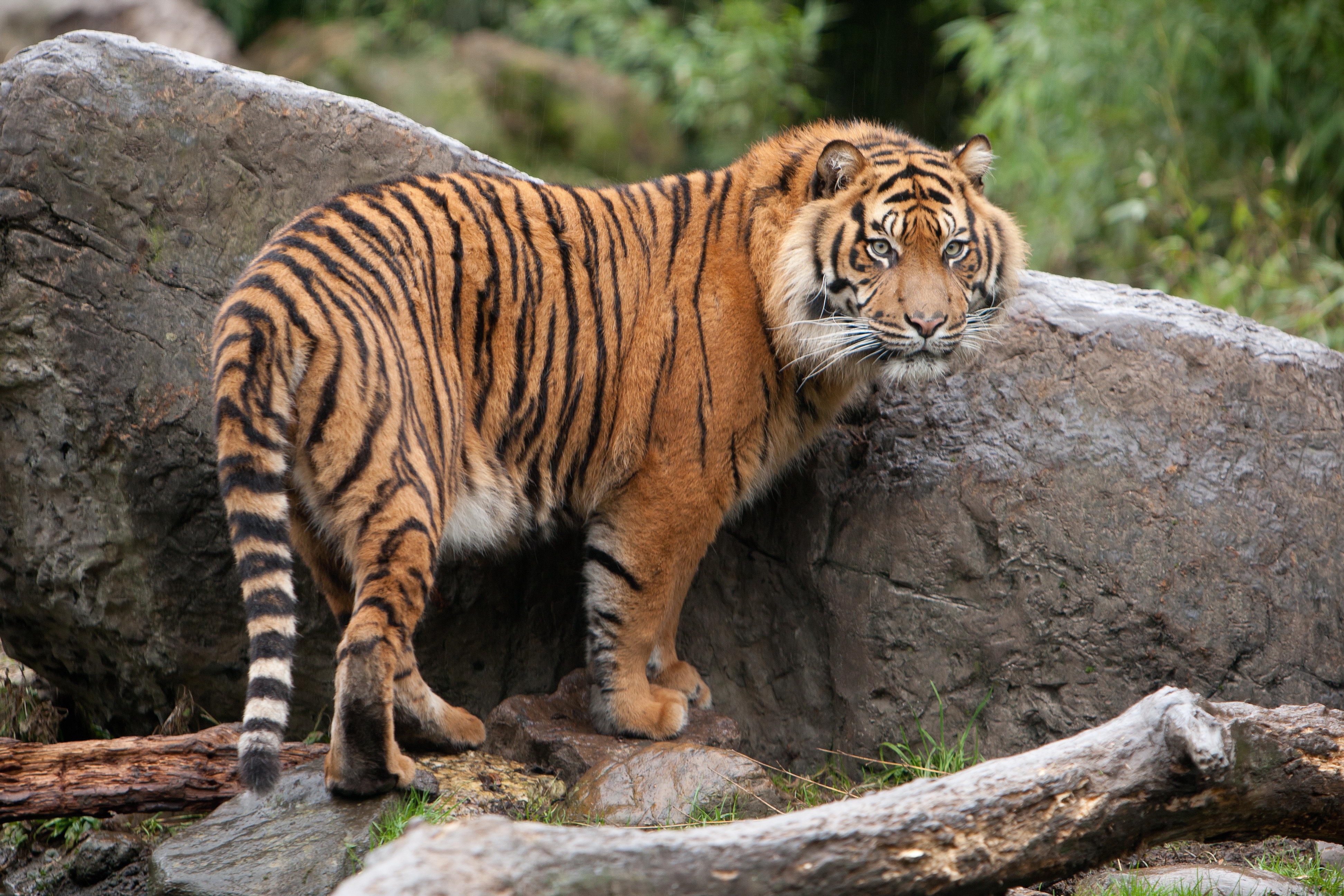 Tiger standing on rocks HD Wallpaper