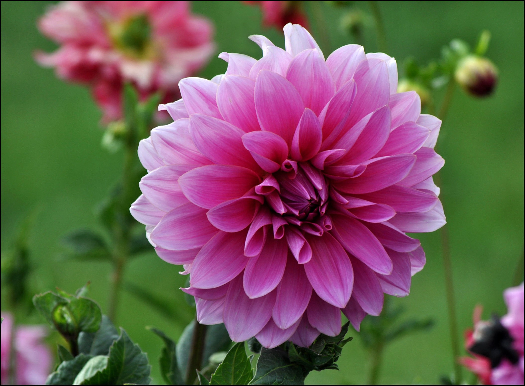Pink Dahlia flower in bloom HD Wallpaper