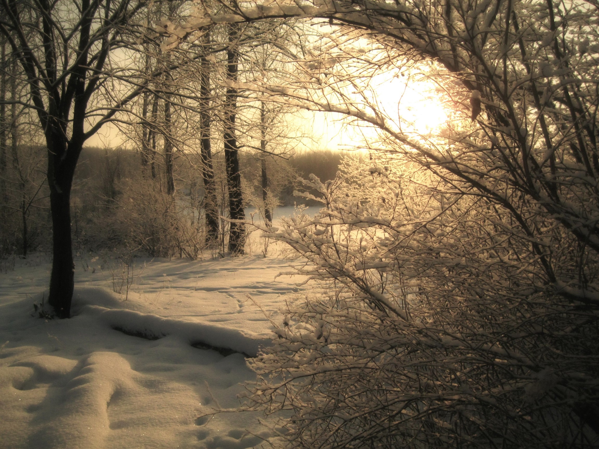 Winter forest with snow and sunlight HD Wallpaper