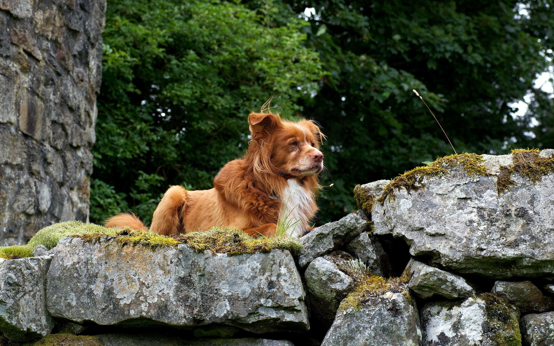 Brown dog lying on a stone wall HD Wallpaper