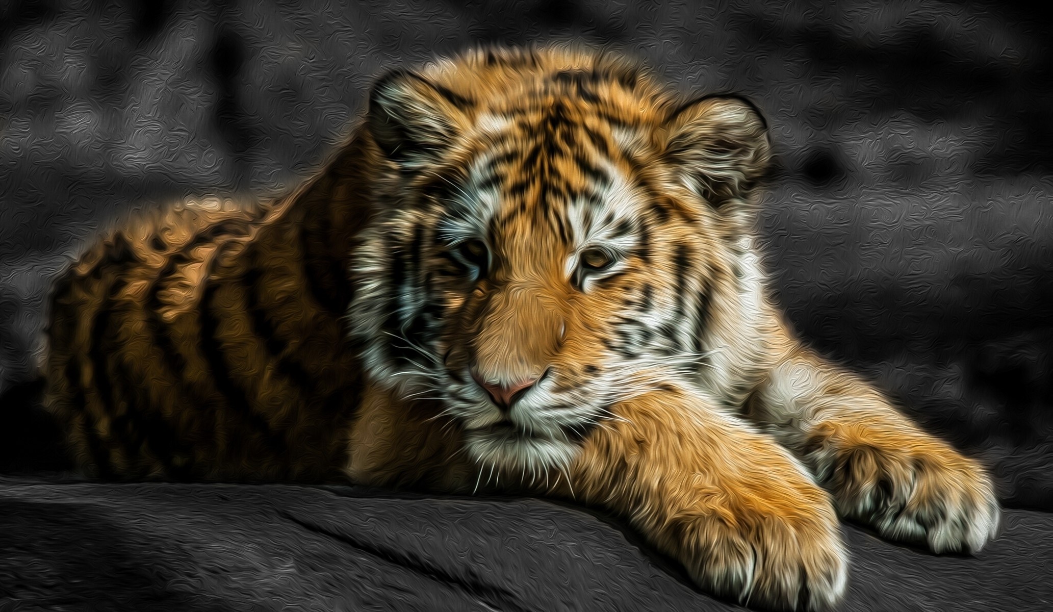 Tiger cub lying down looking at the camera HD Wallpaper