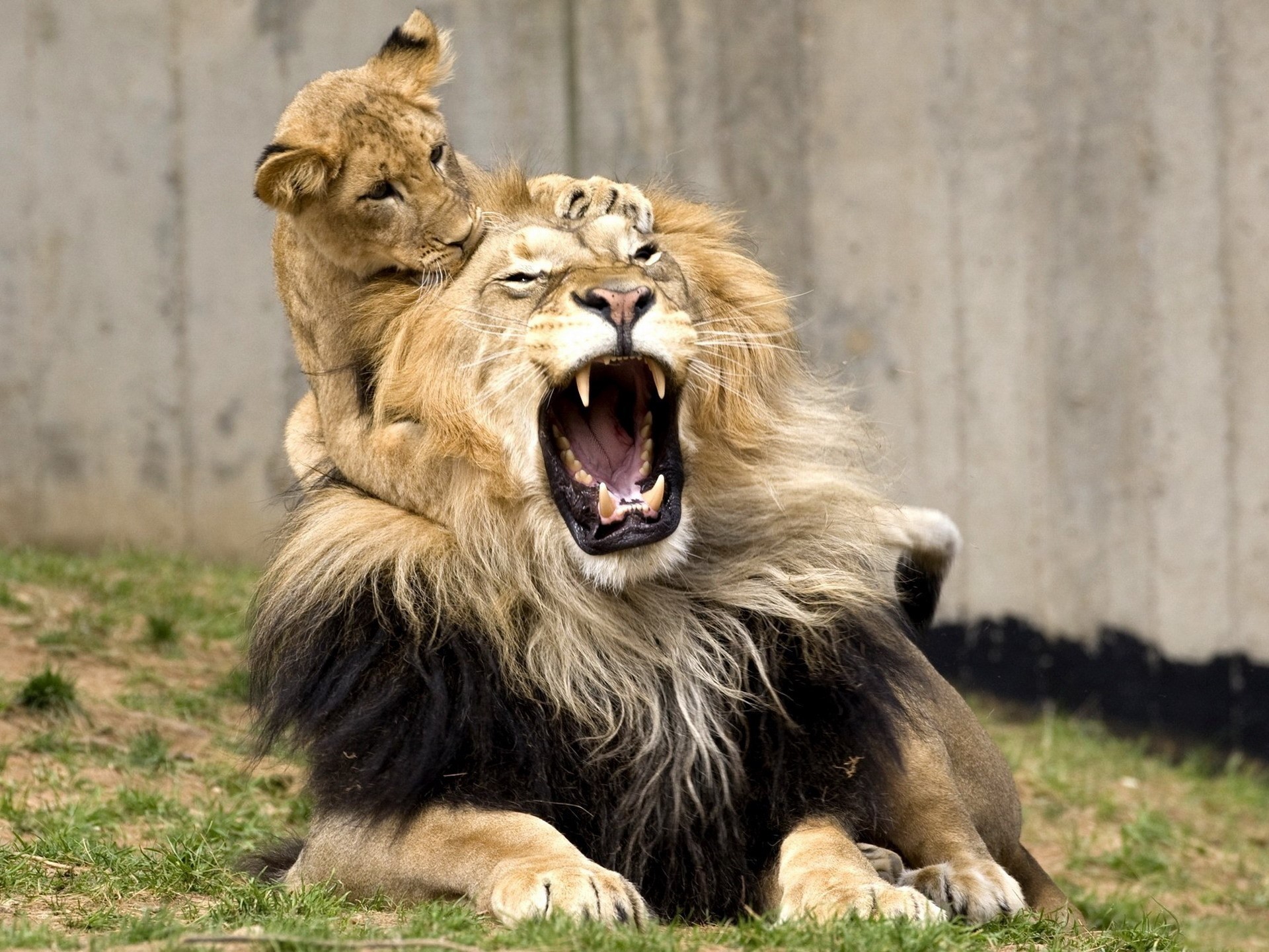 Lion cub playing with adult lion HD Wallpaper