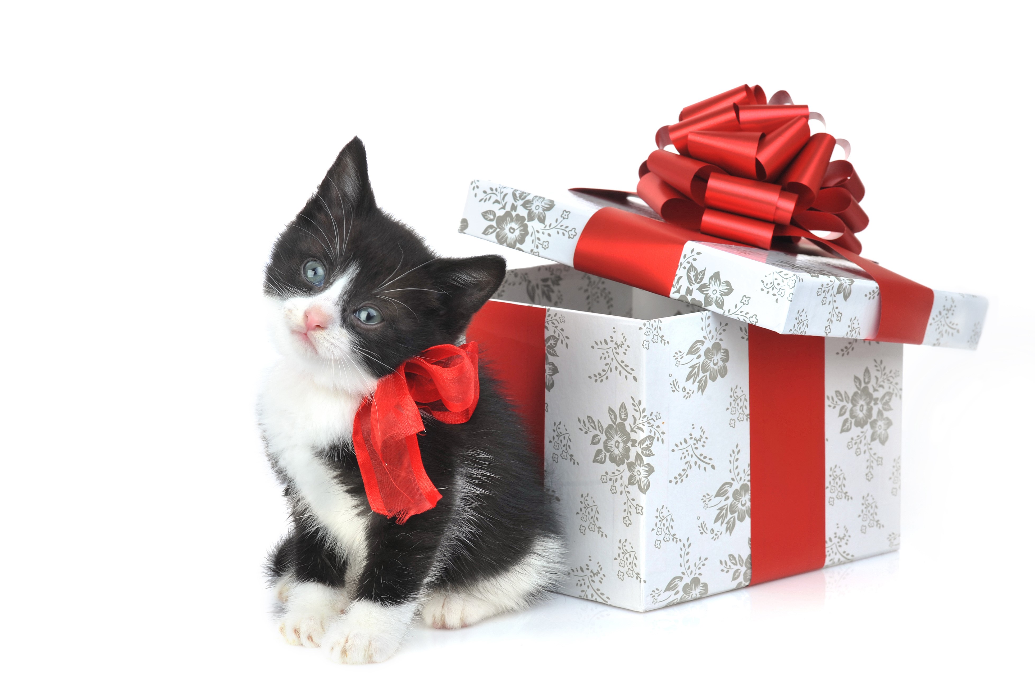 Kitten with a Red Bow and Gift Box HD Wallpaper