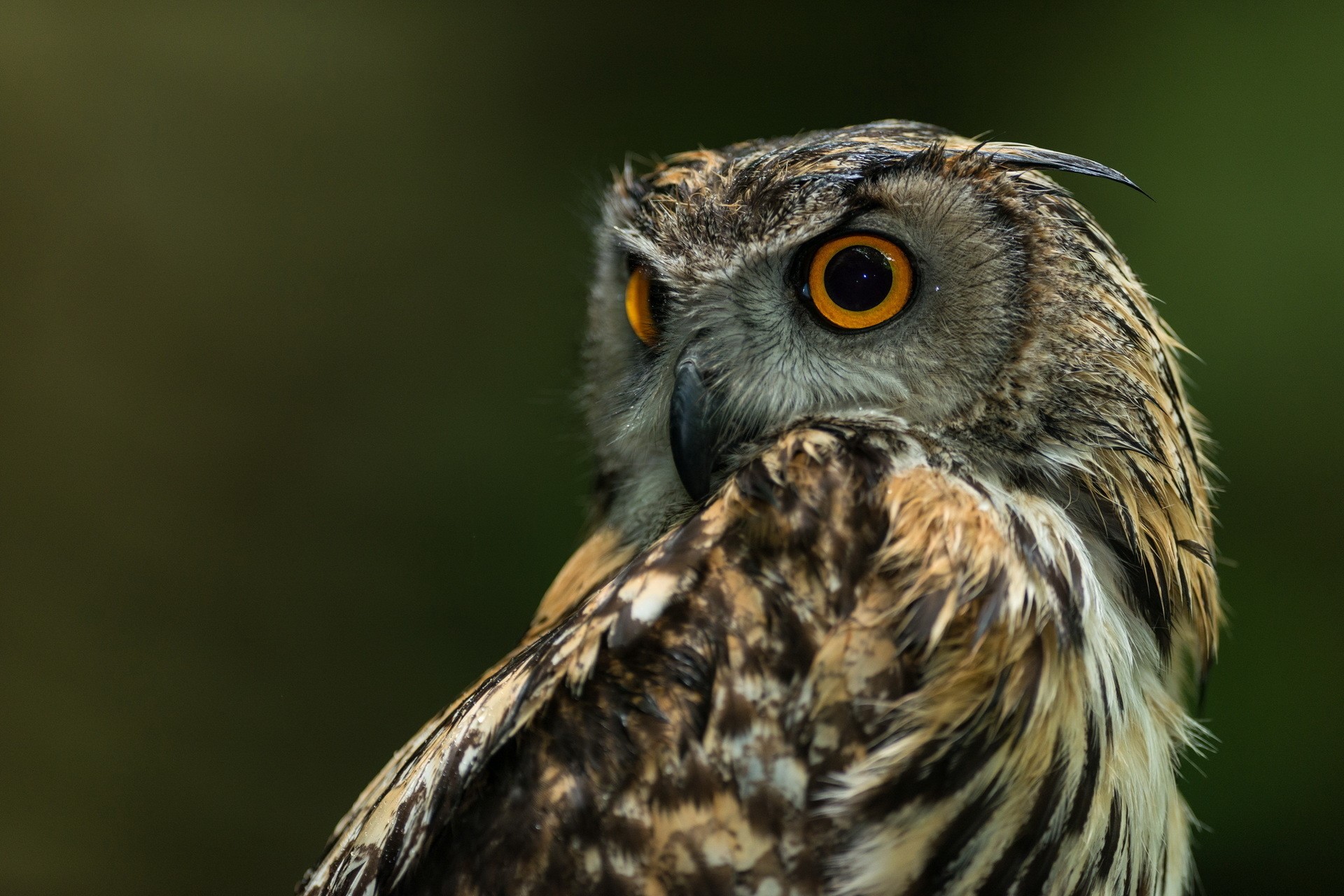 Eurasian Eagle-Owl looking to the side HD Wallpaper