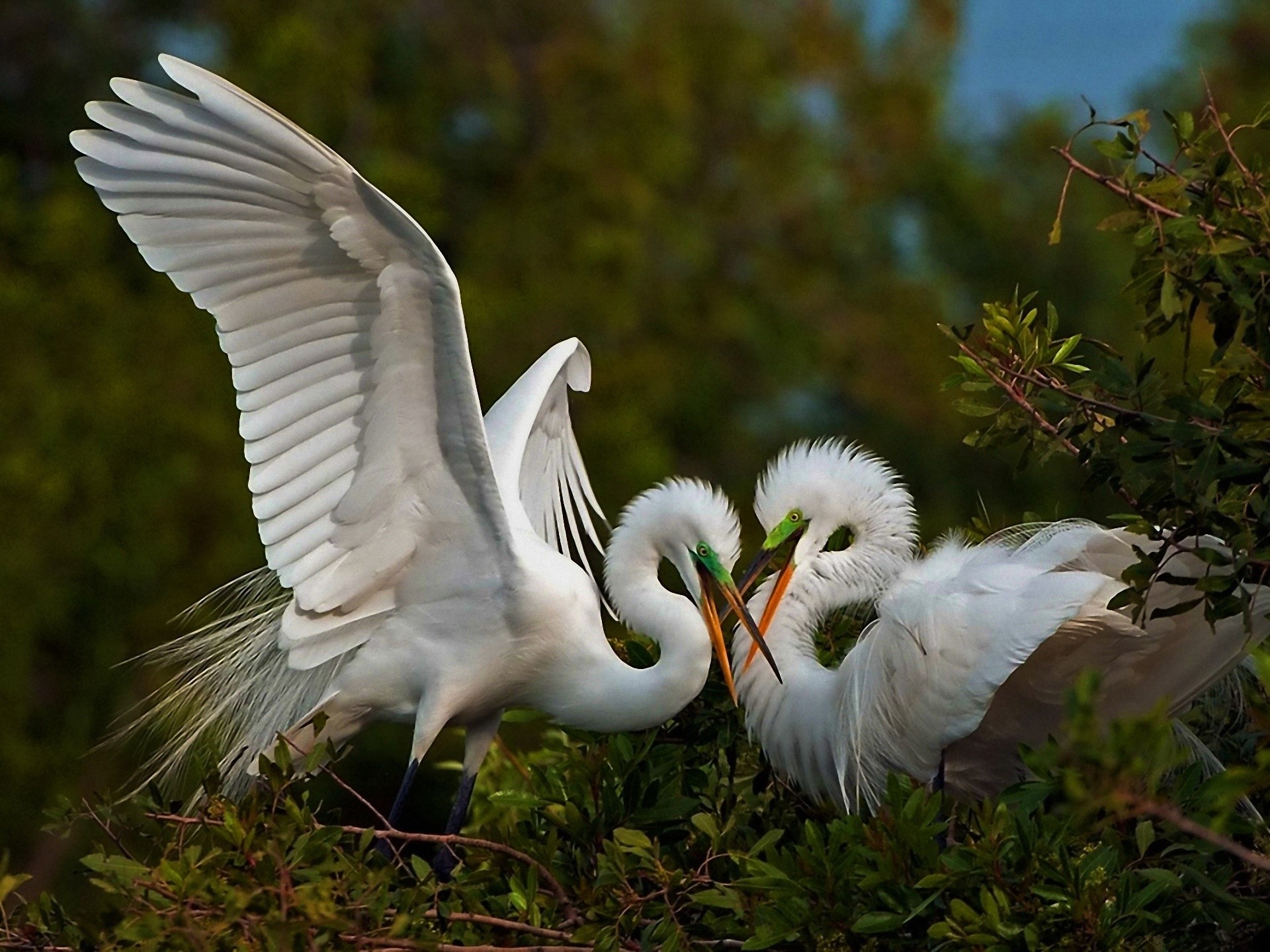 Two Great Egrets interacting in a tree HD Wallpaper