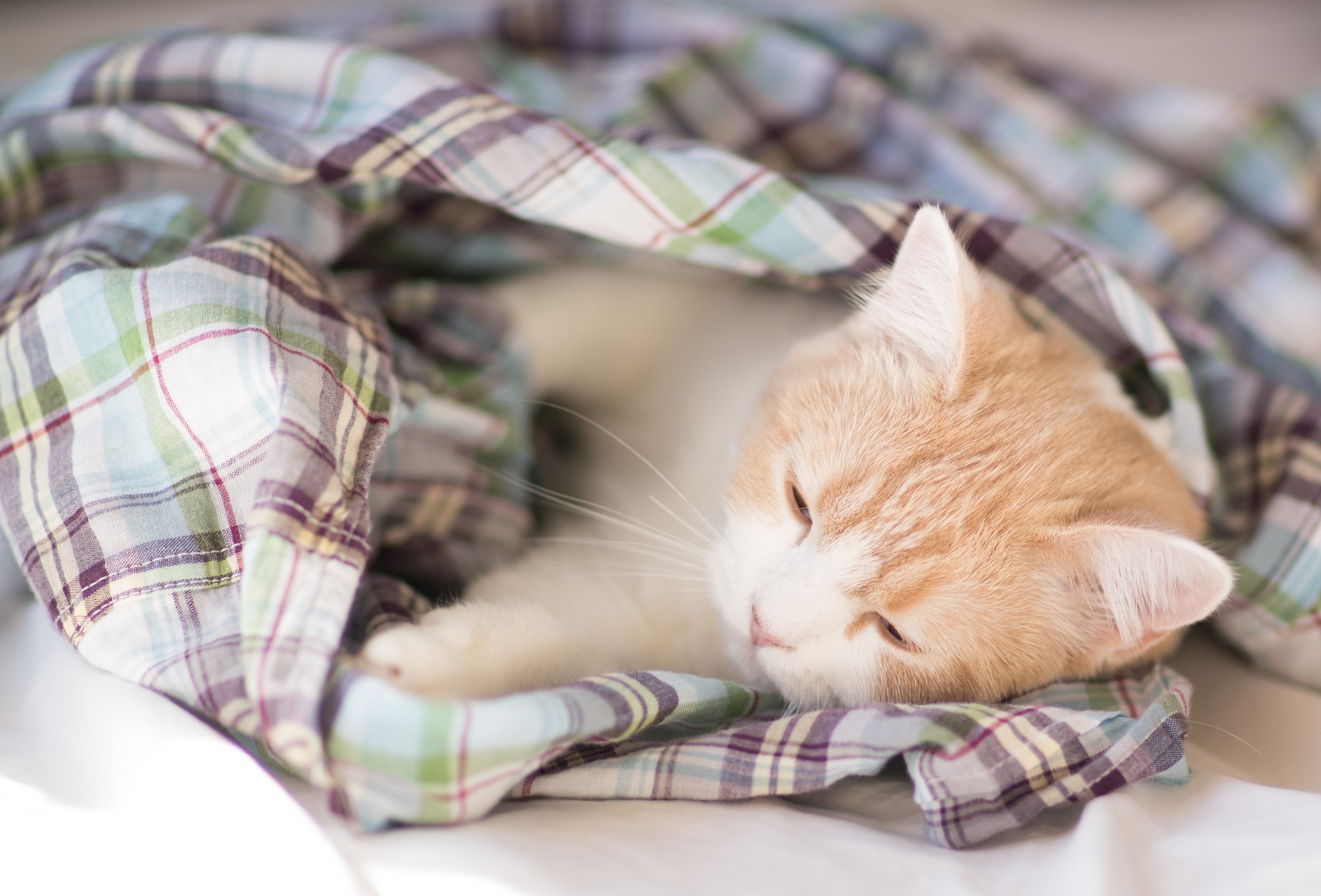Orange and white cat sleeping in a plaid shirt HD Wallpaper