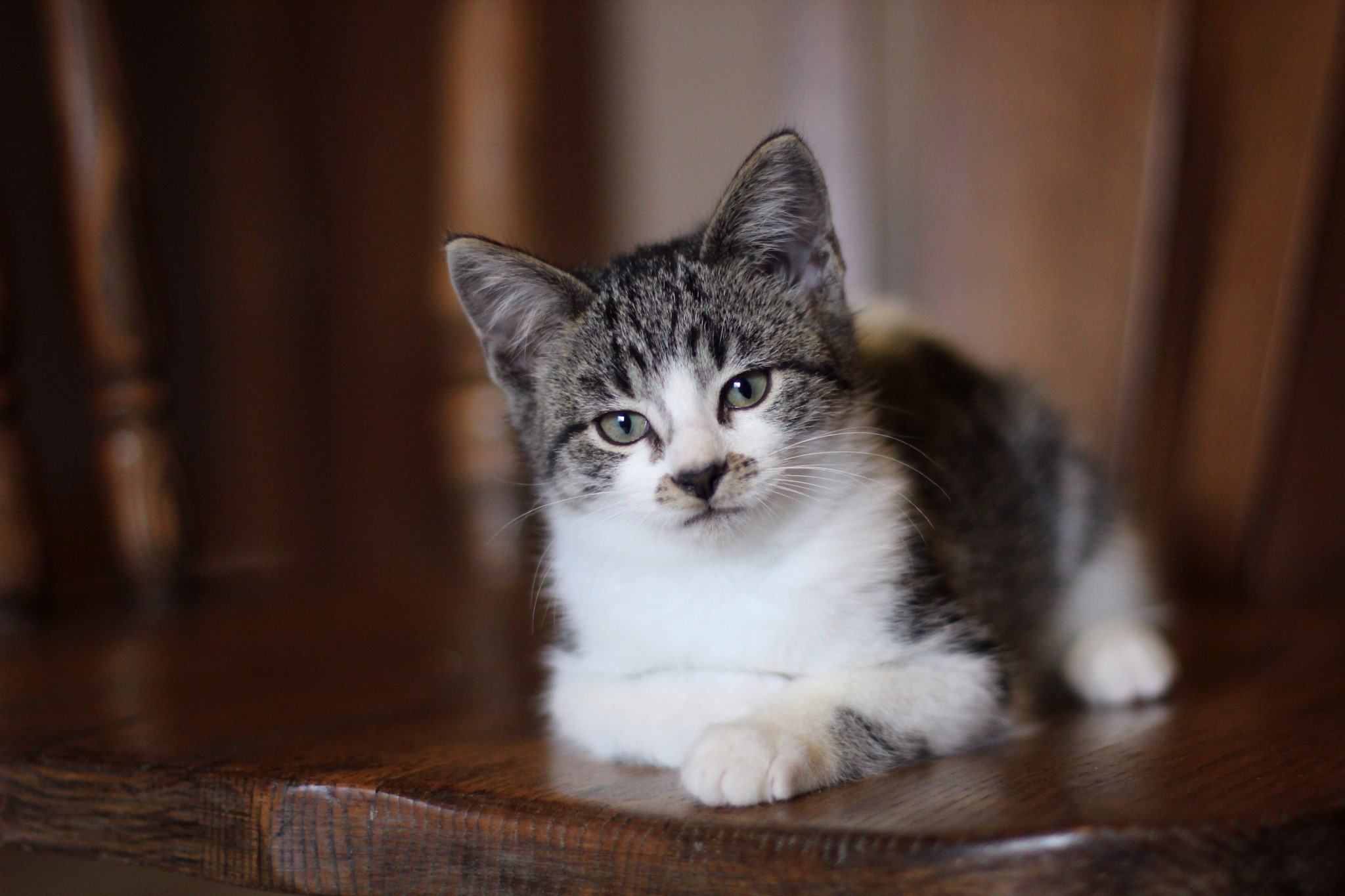 Kitten sitting on a wooden chair HD Wallpaper