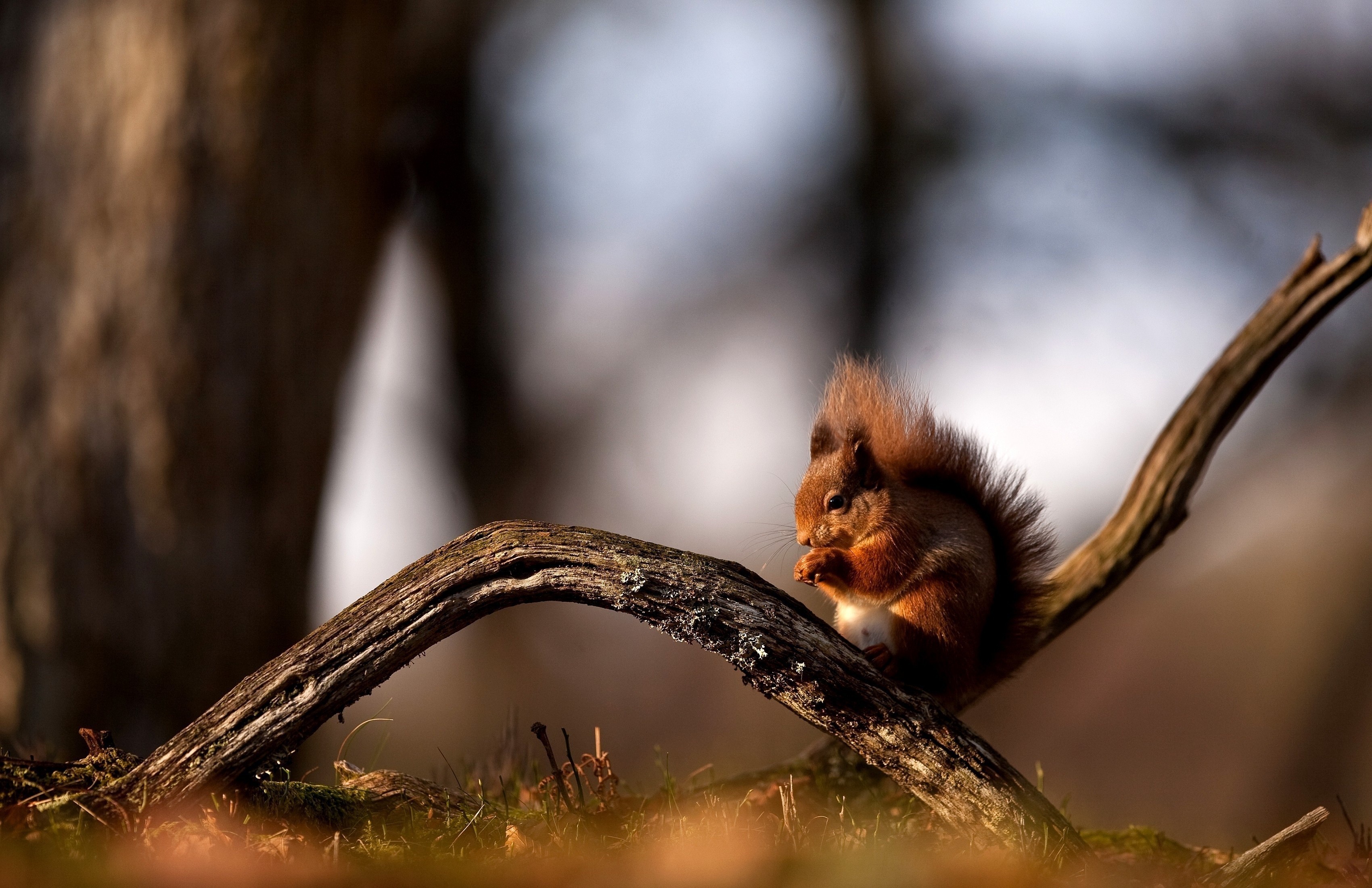 Red squirrel eating on a branch HD Wallpaper