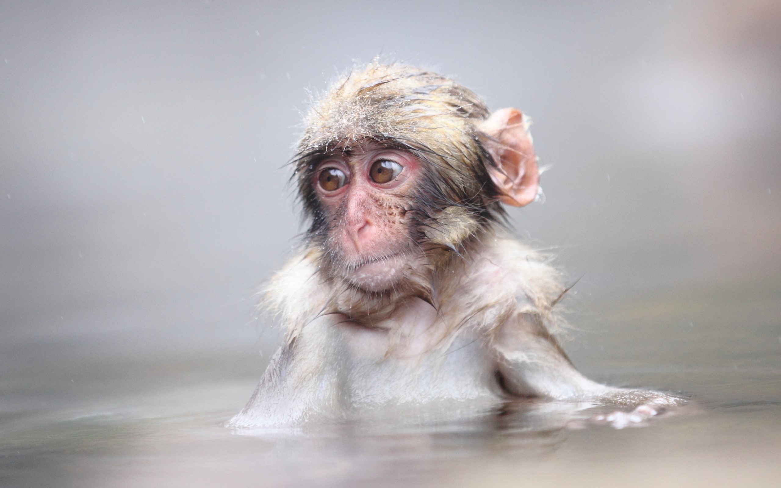 A wet monkey looking to the side HD Wallpaper