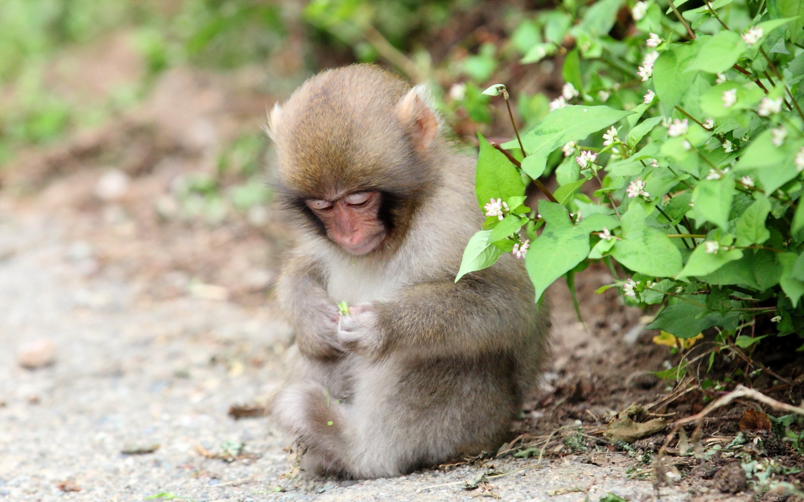A young monkey sits on the ground holding a small green leaf. HD Wallpaper