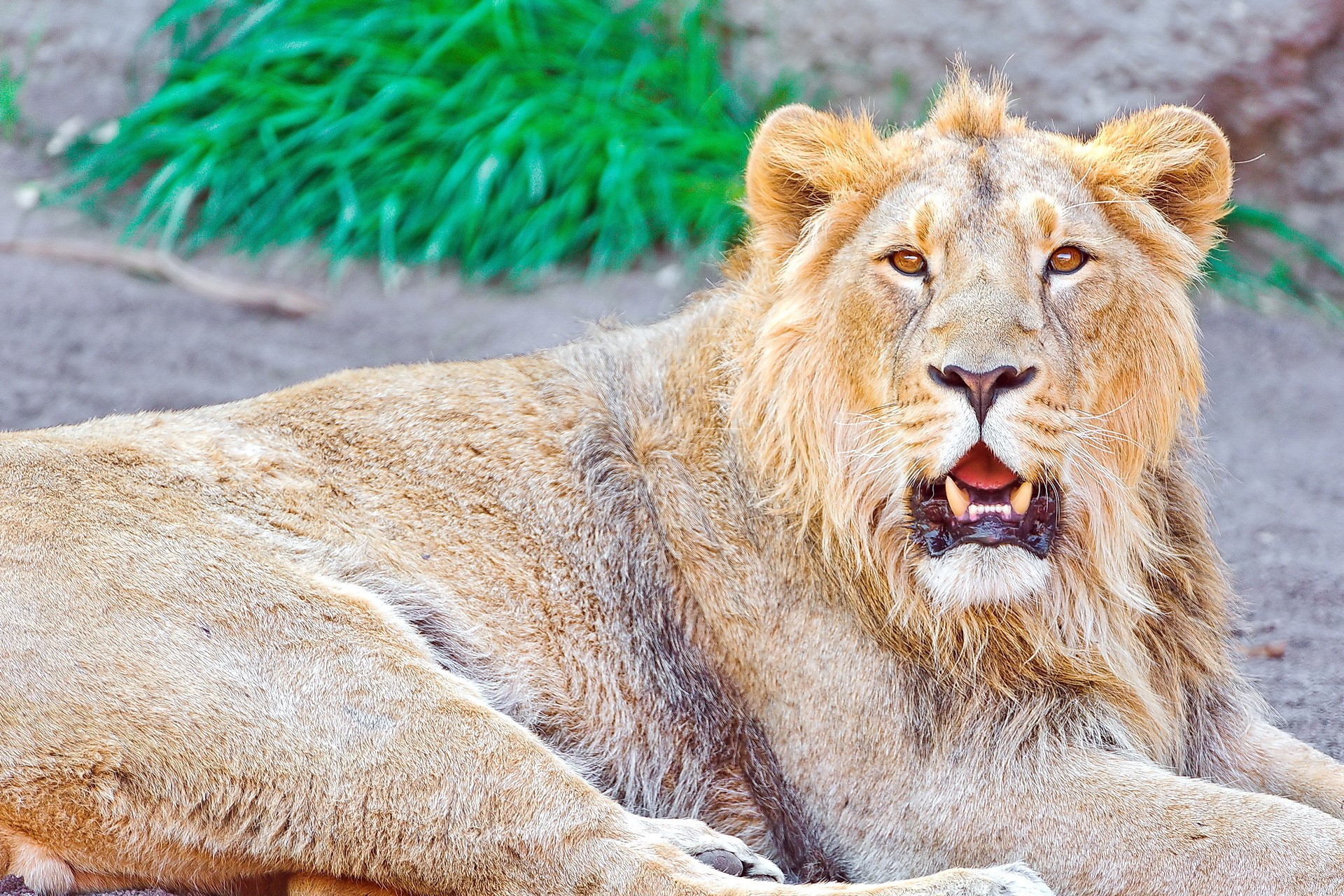 Lion with mouth open lying down HD Wallpaper