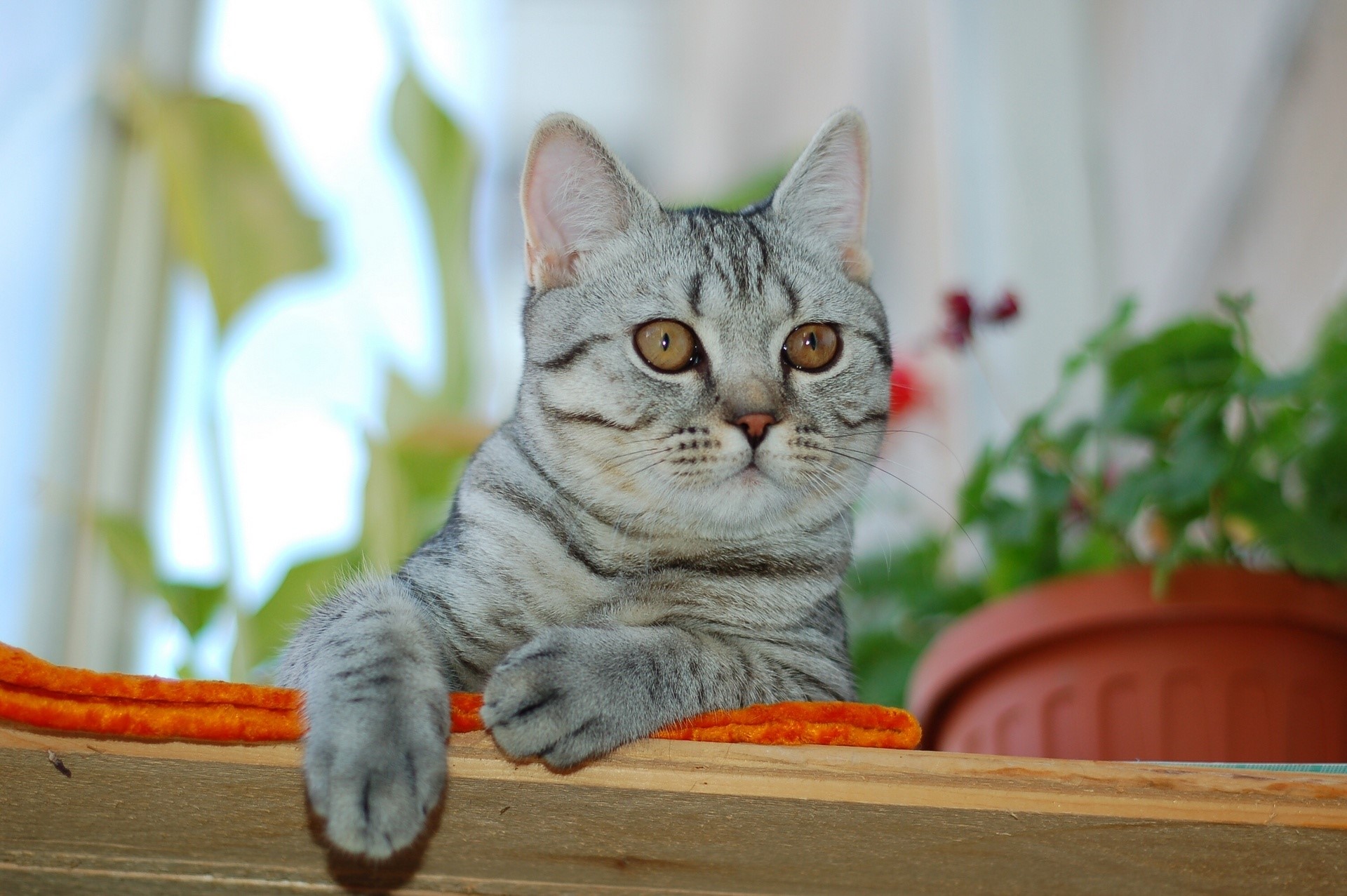 A tabby cat looking to the side HD Wallpaper