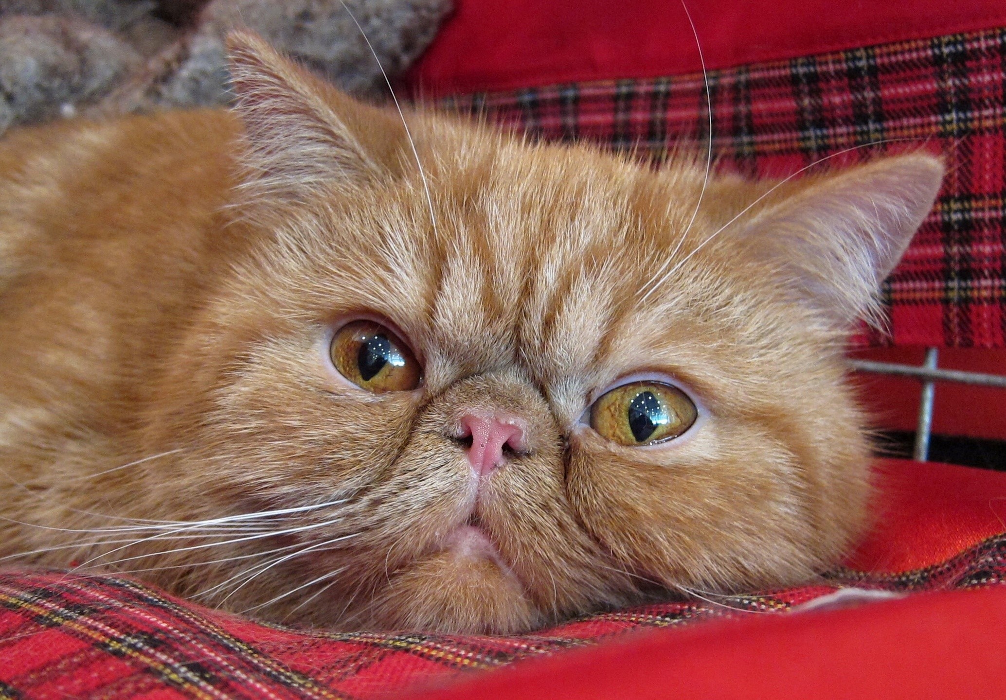 Orange exotic shorthair cat lying down HD Wallpaper