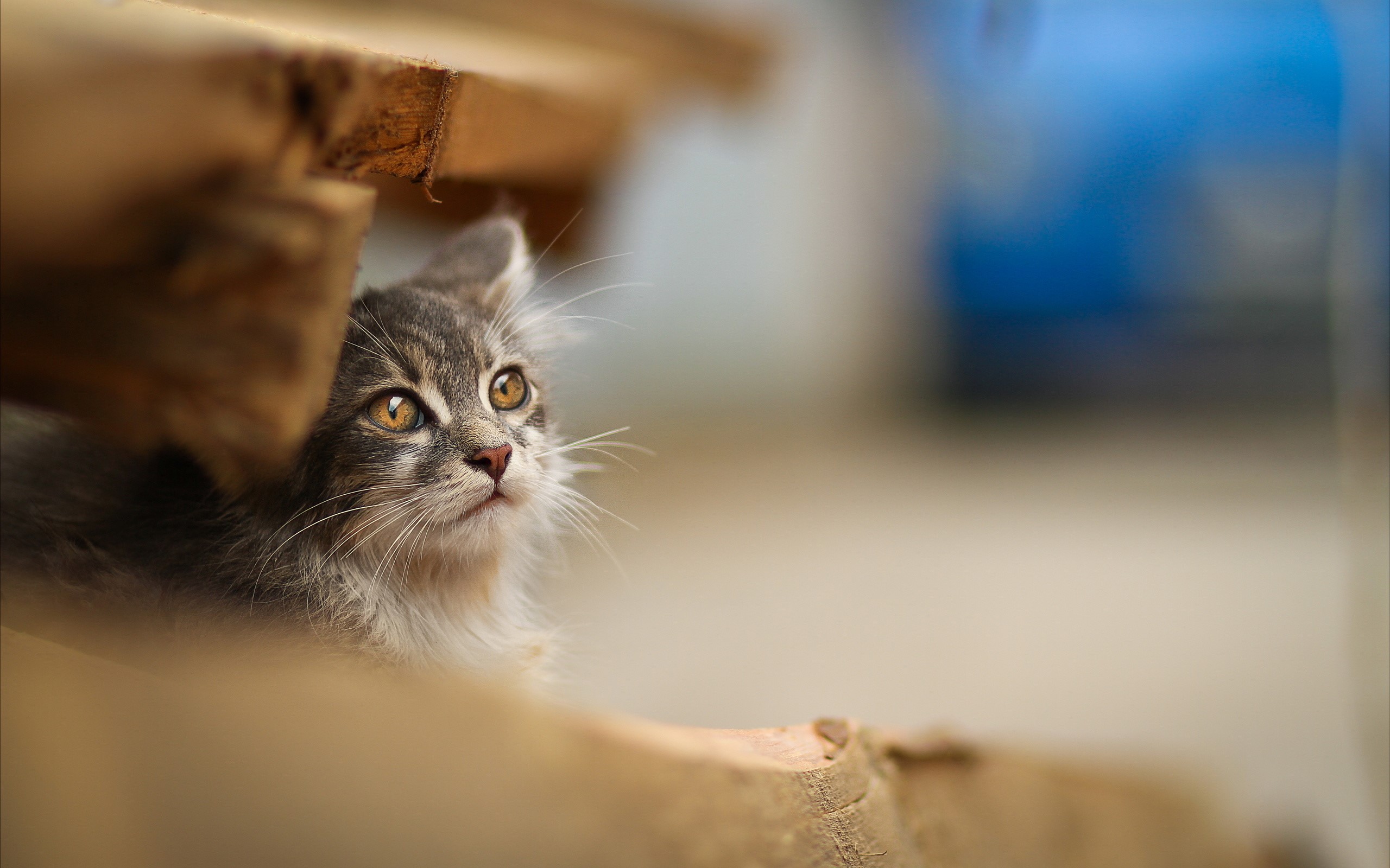 Kitten peeking from under wooden planks HD Wallpaper