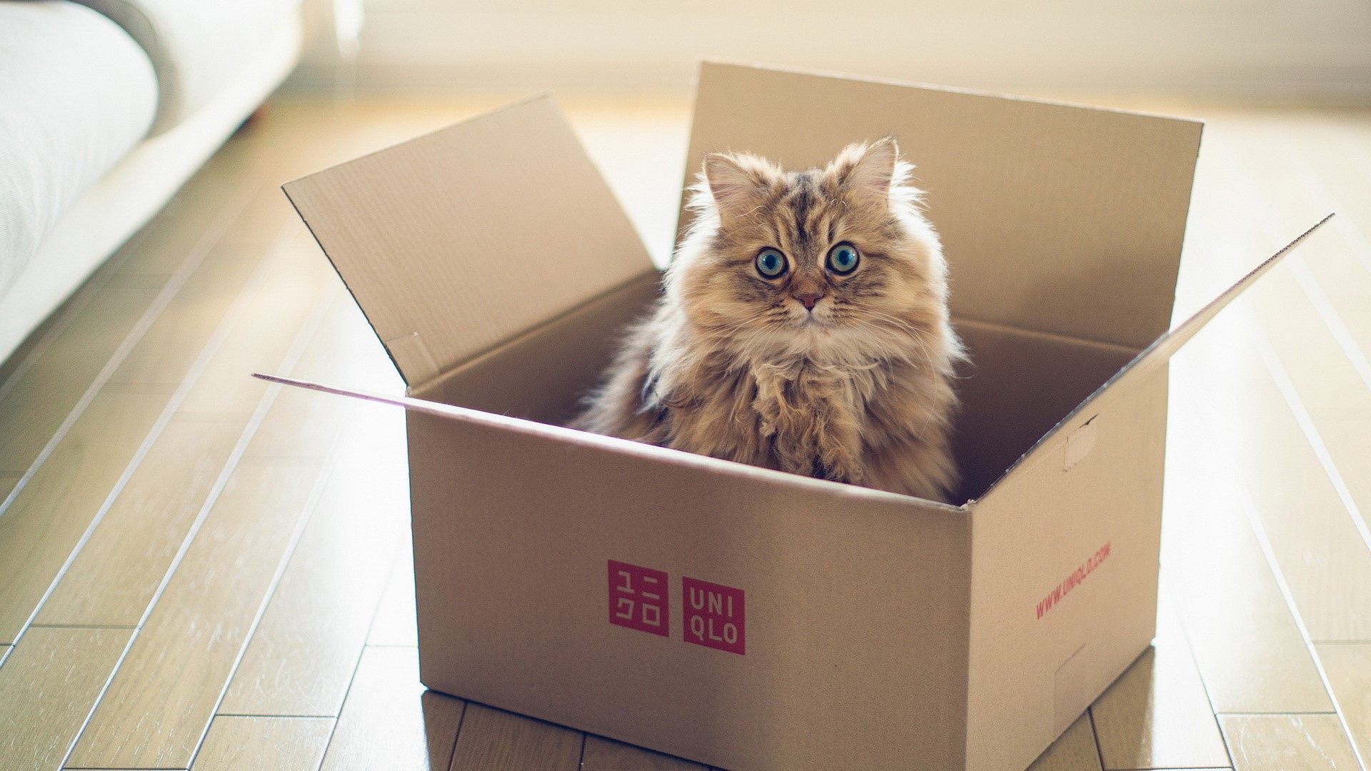 Fluffy cat sitting in a Uniqlo box HD Wallpaper