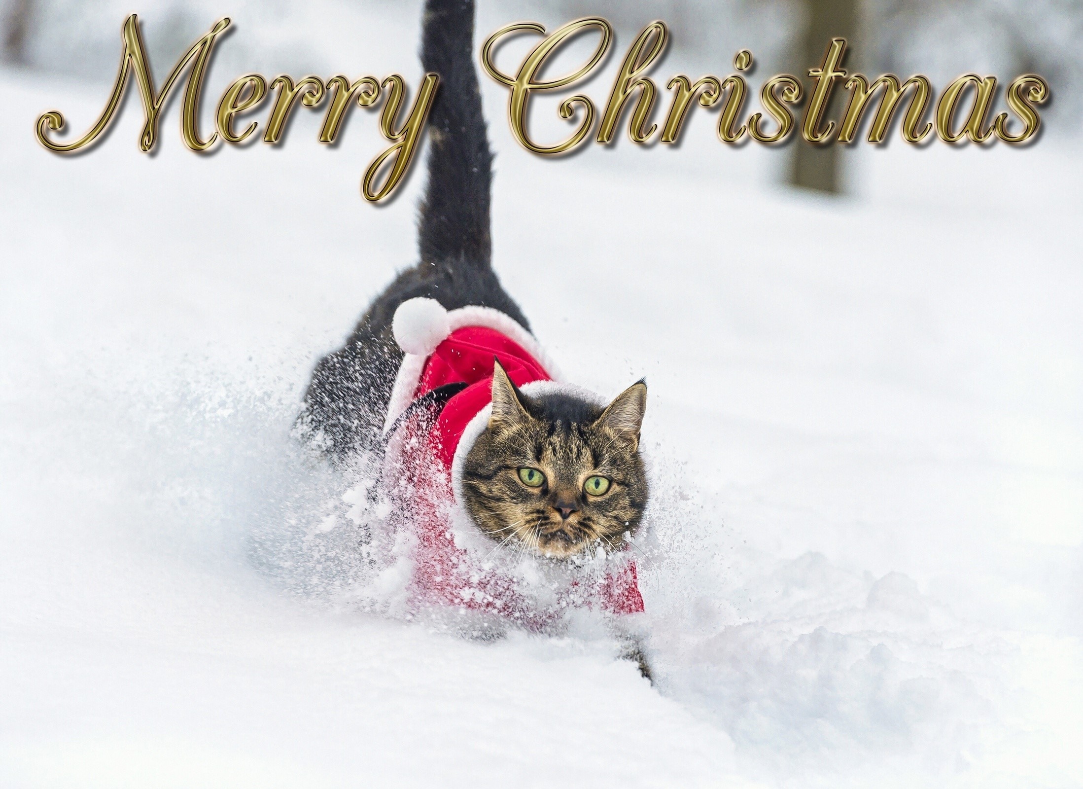Cat in Santa costume running through snow with Merry Christmas text HD Wallpaper