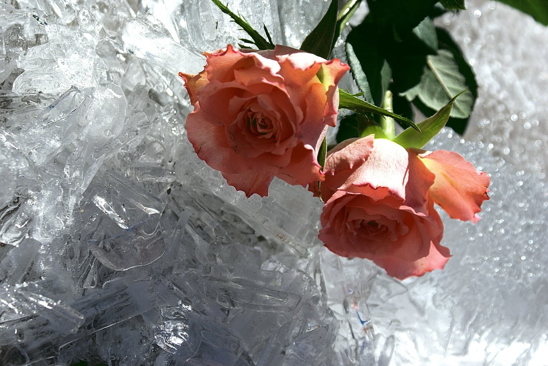 Two pink roses on ice HD Wallpaper