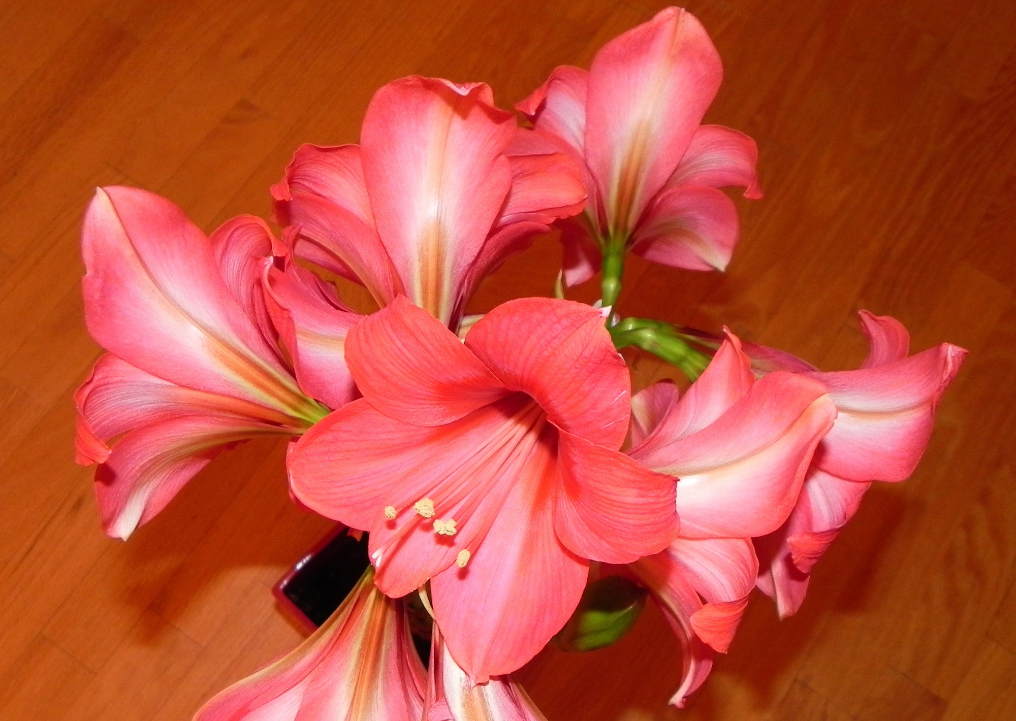 Pink Amaryllis flowers in a vase HD Wallpaper