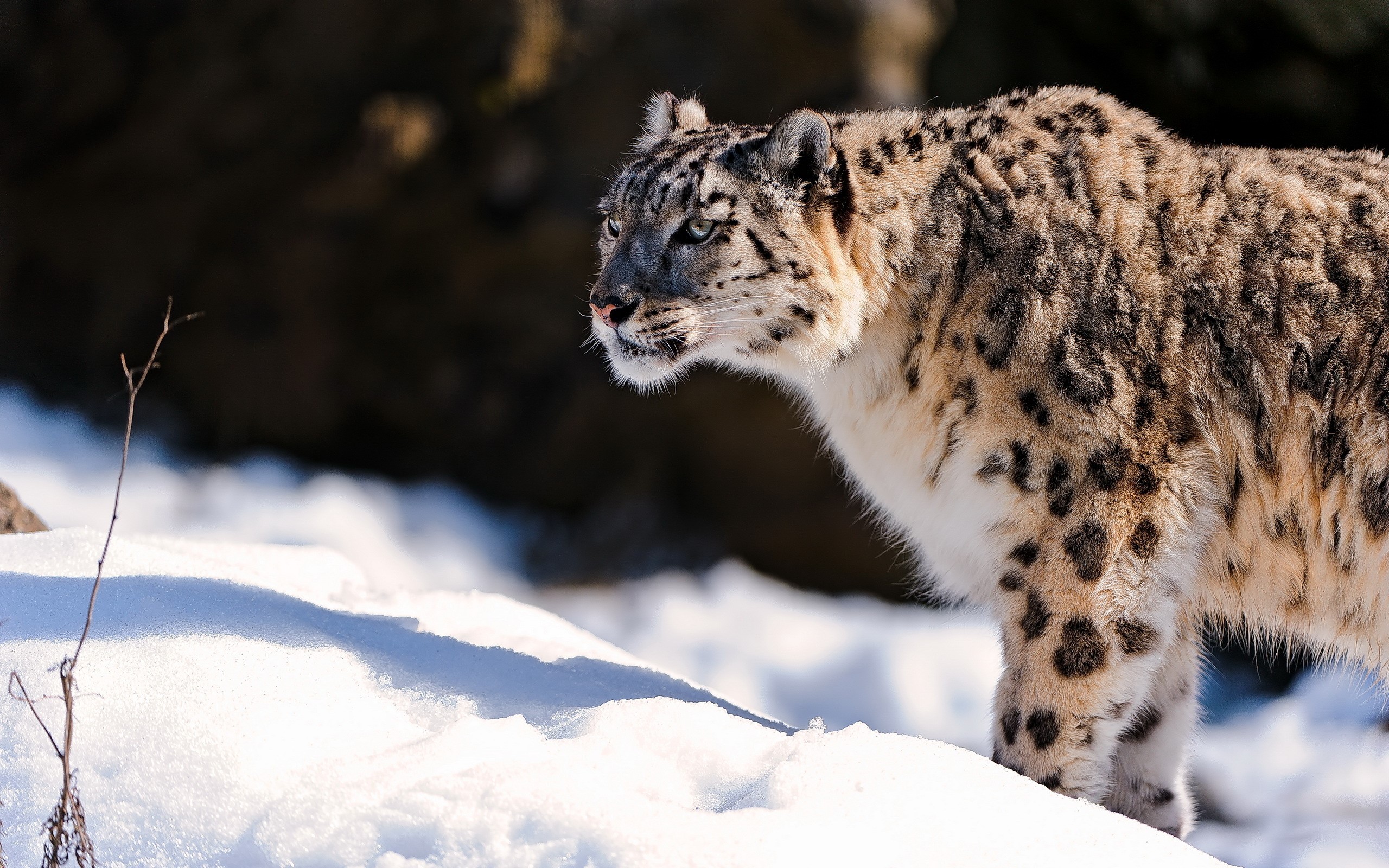 Snow leopard in the snow HD Wallpaper