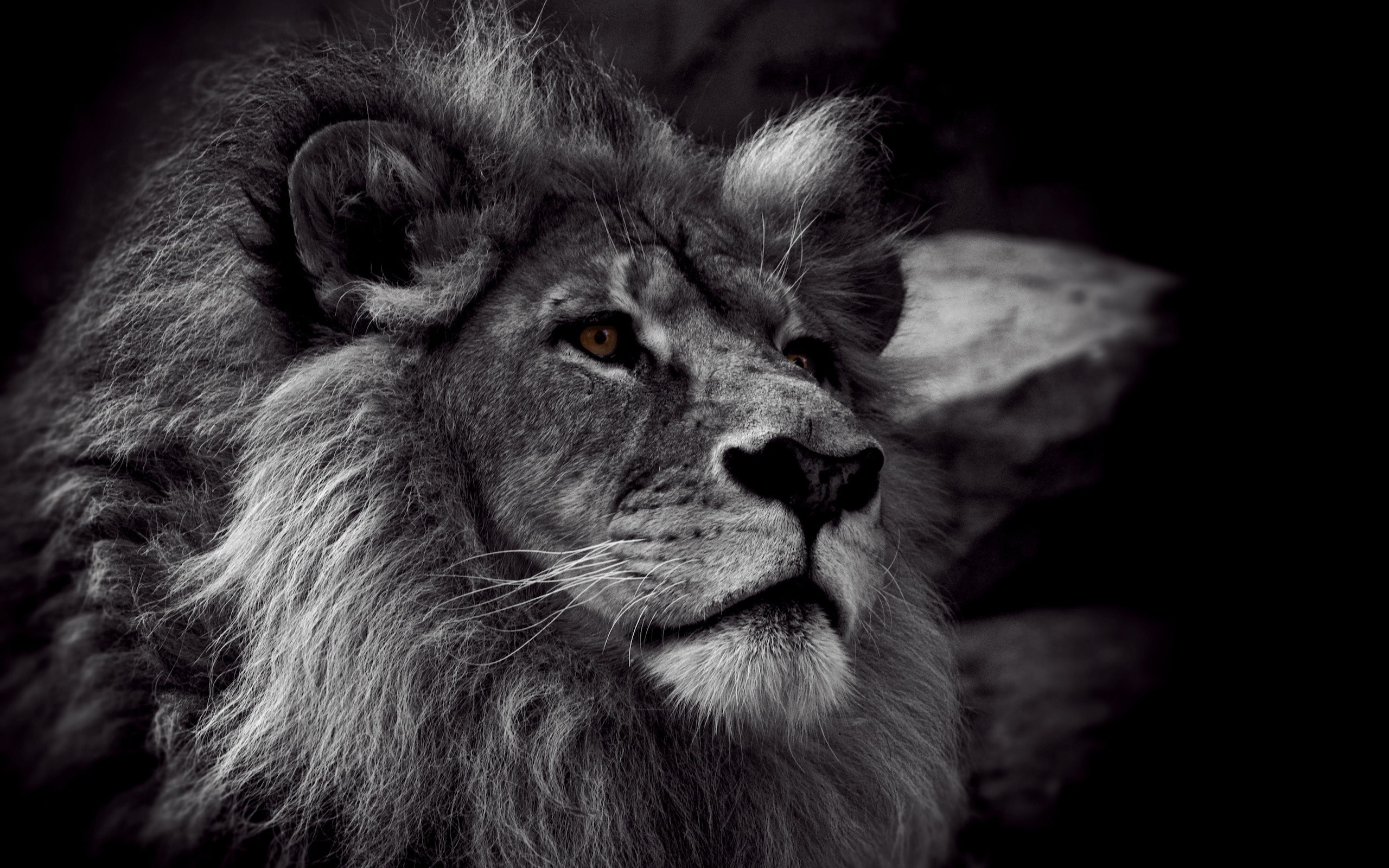 Close-up of a lion's face HD Wallpaper
