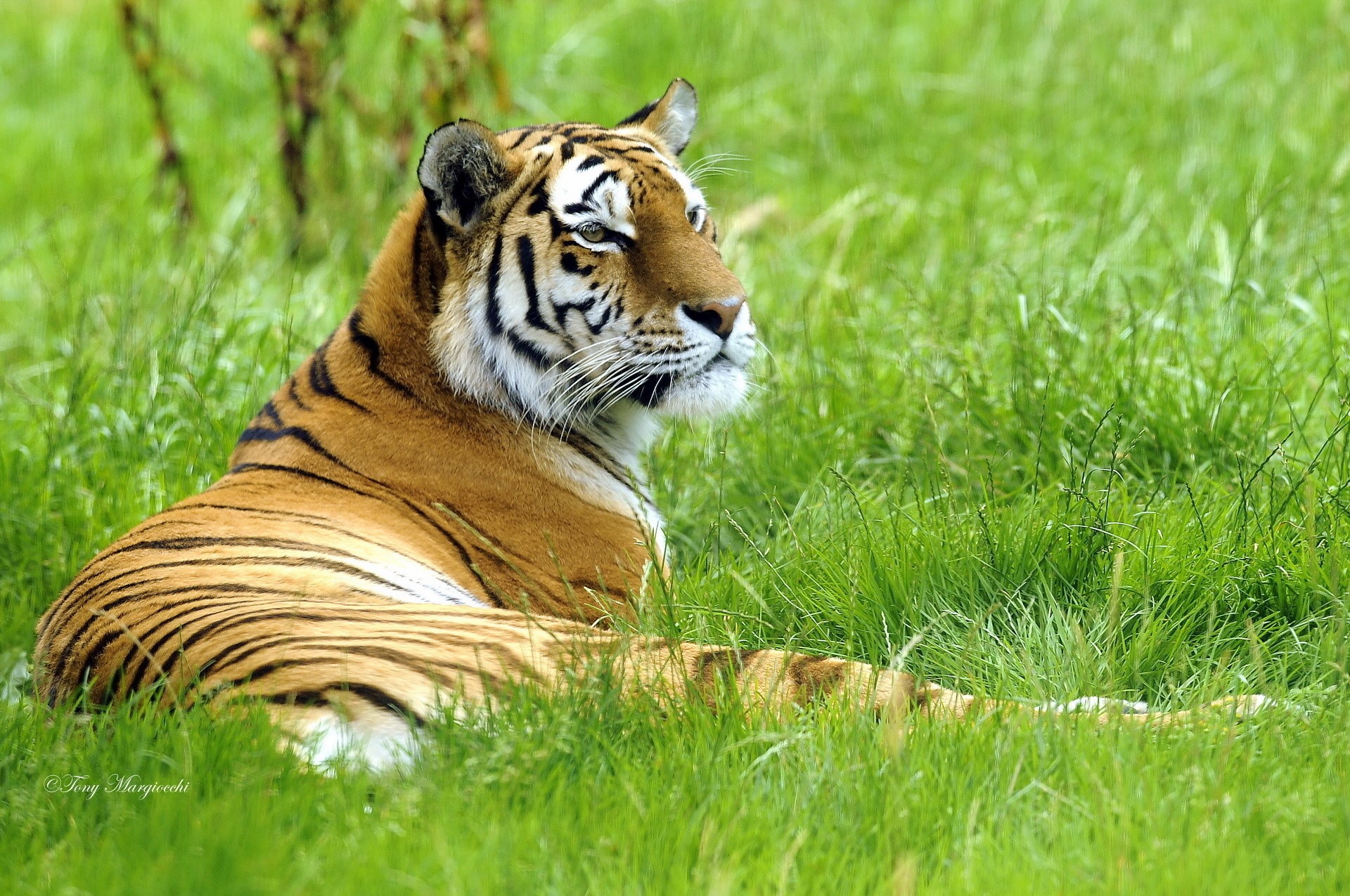 Tiger lying in green grass HD Wallpaper