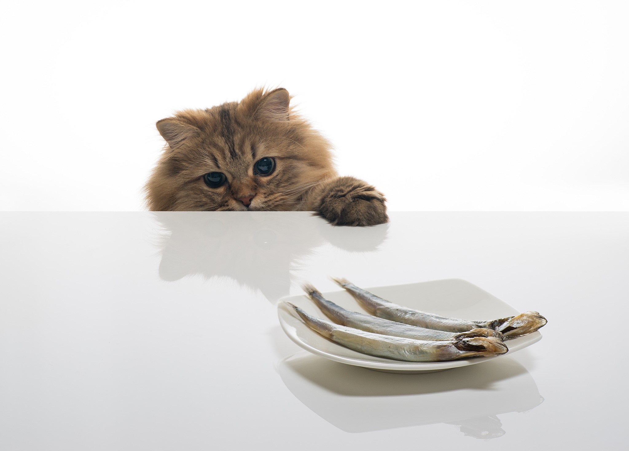 Cat peeking over a table at fish HD Wallpaper