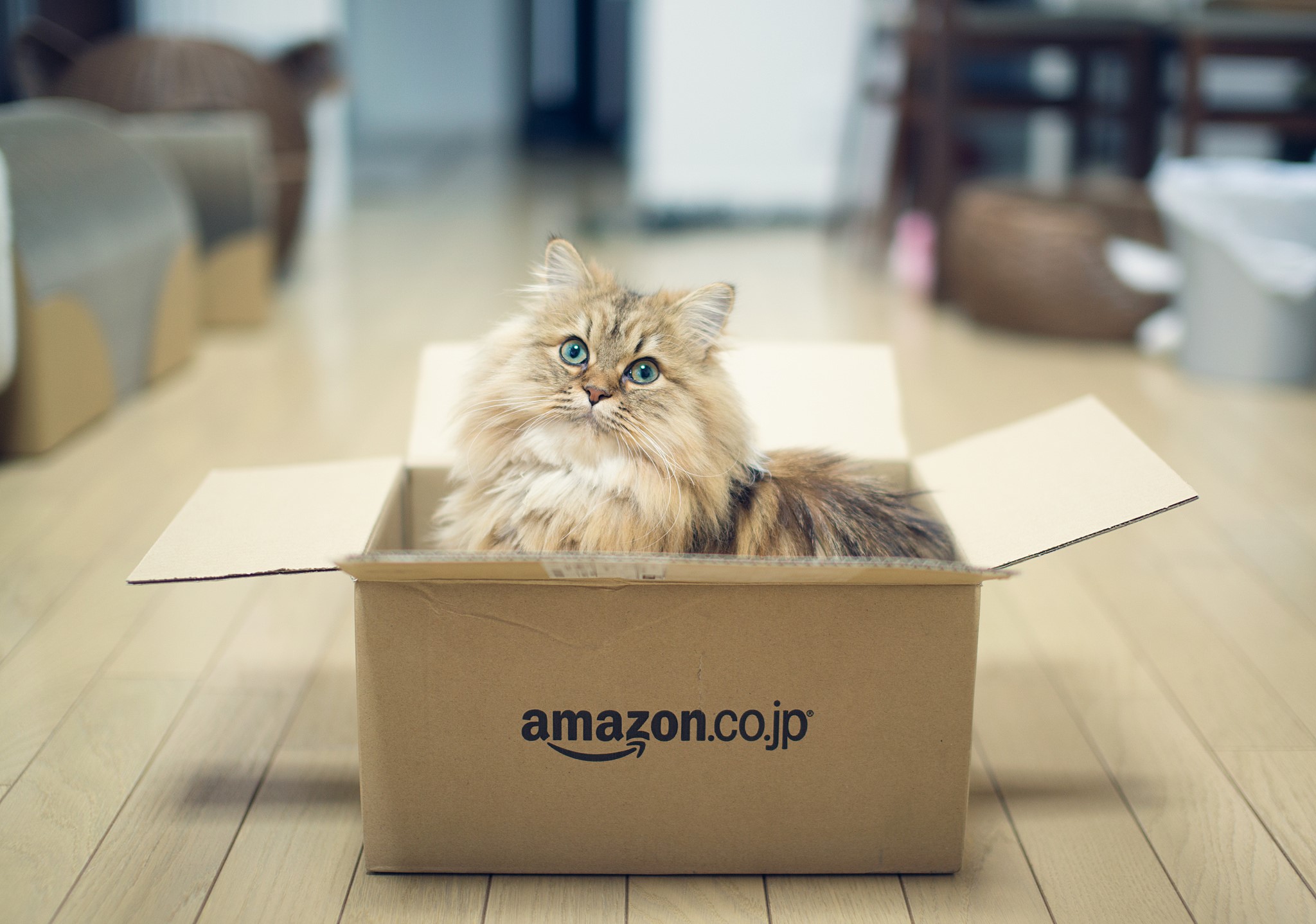 Fluffy cat sitting in an Amazon box HD Wallpaper