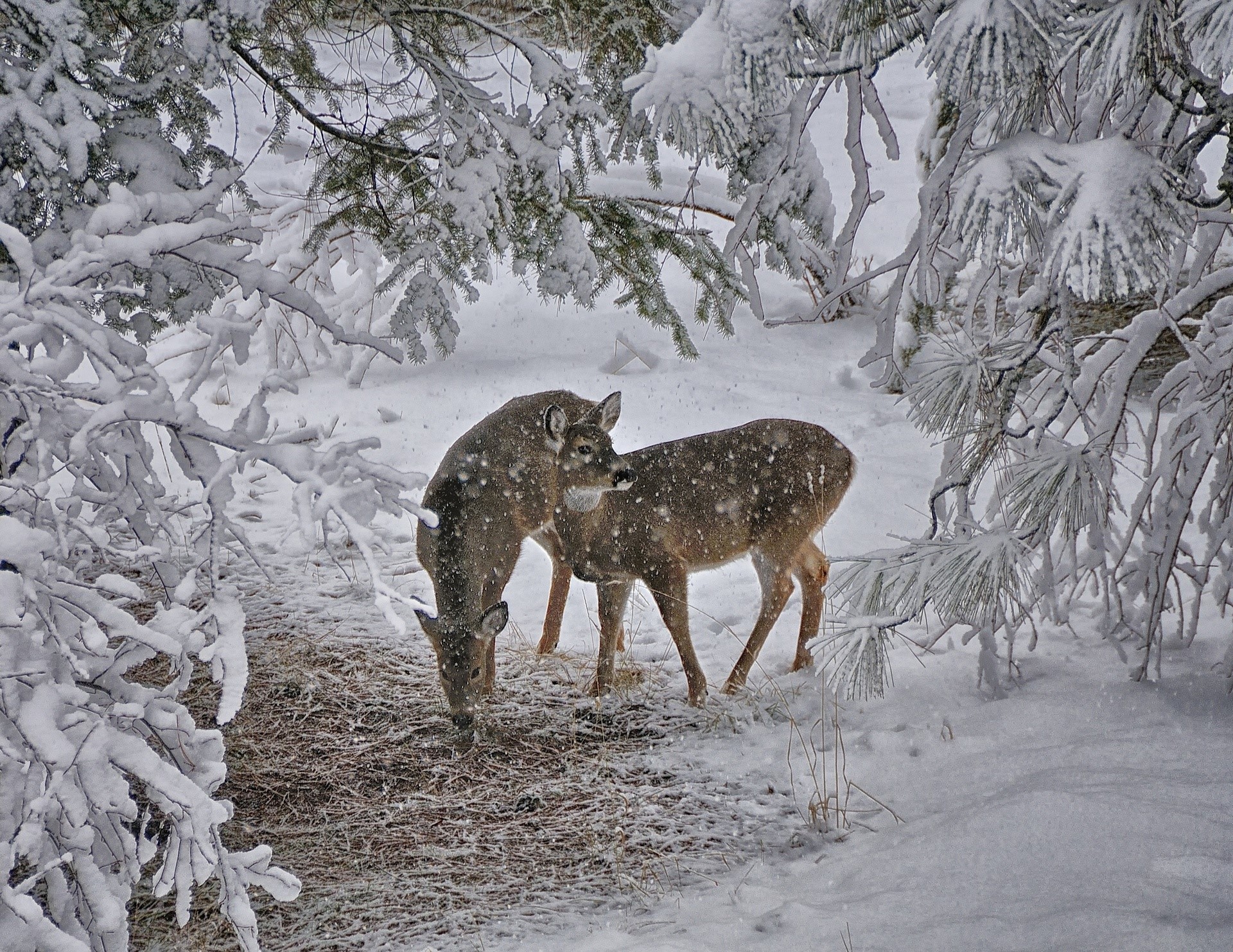 Two deer in a snowy forest HD Wallpaper