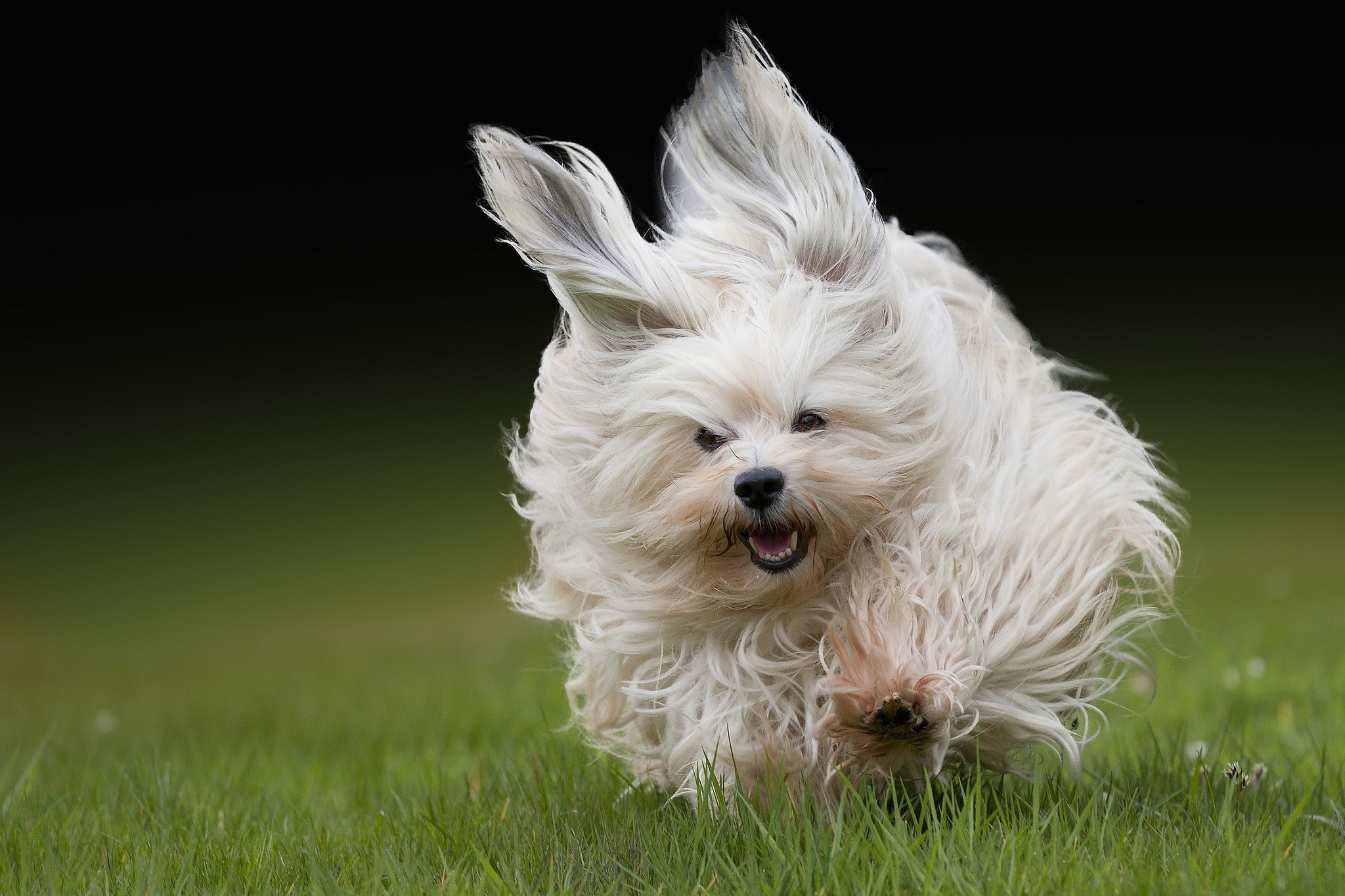 A fluffy white dog running on grass HD Wallpaper