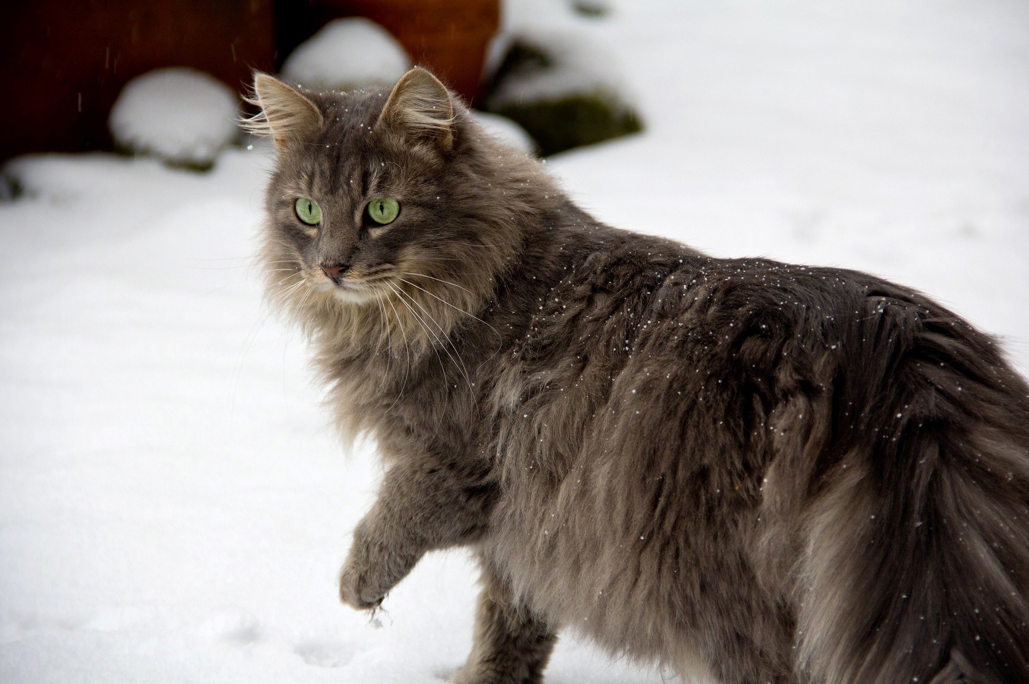 Fluffy gray cat with green eyes in the snow HD Wallpaper
