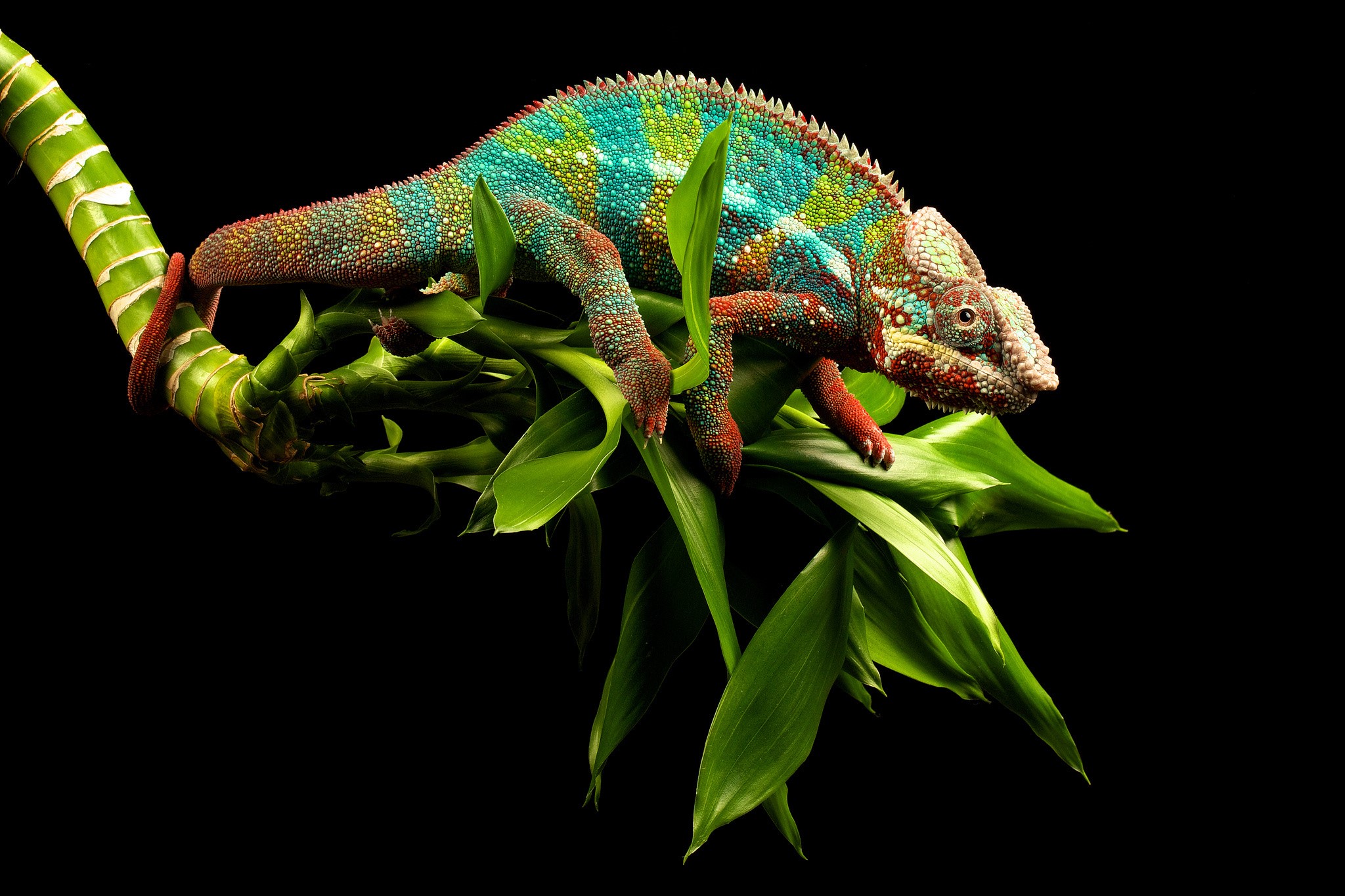 Chameleon perched on a bamboo branch with green leaves HD Wallpaper