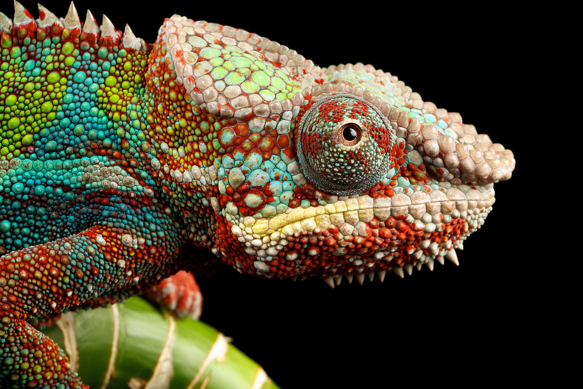 Close-up of a colorful chameleon on a bamboo stalk HD Wallpaper