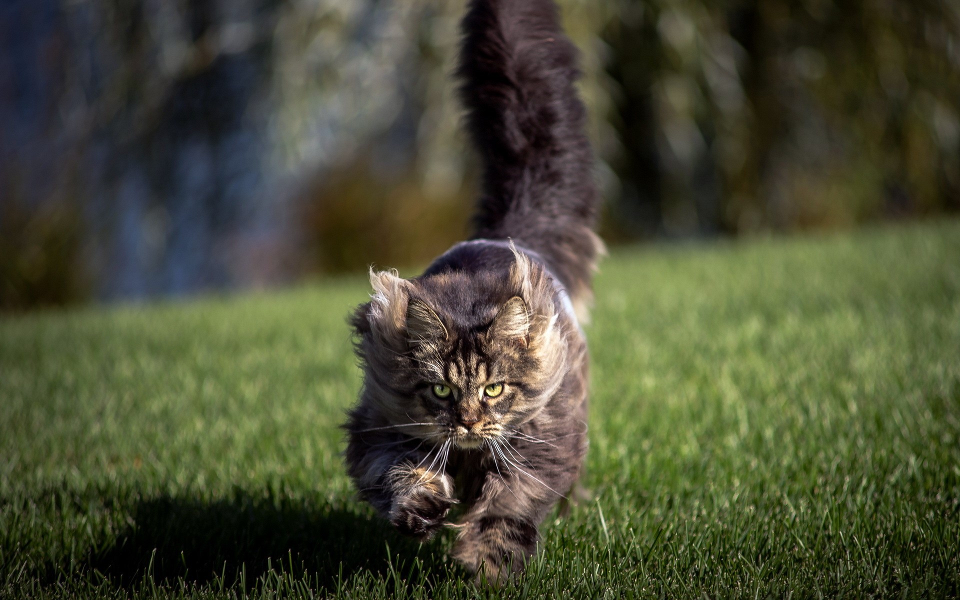 Fluffy cat running on grass HD Wallpaper