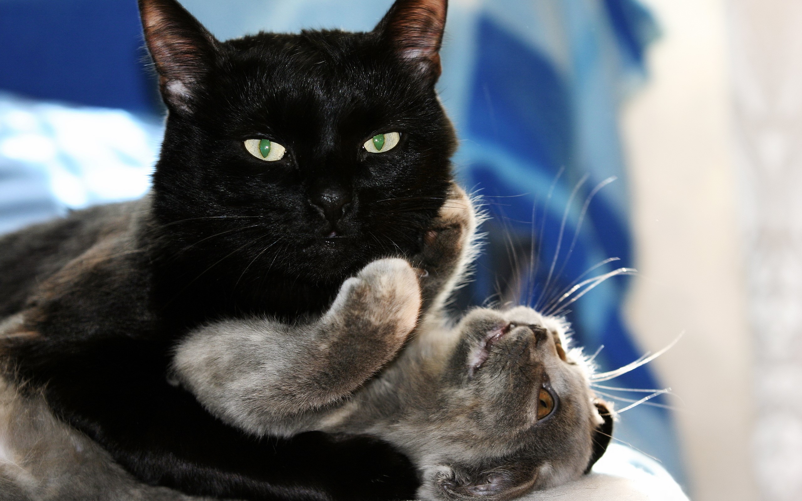 Two cats playing, one black and one grey HD Wallpaper