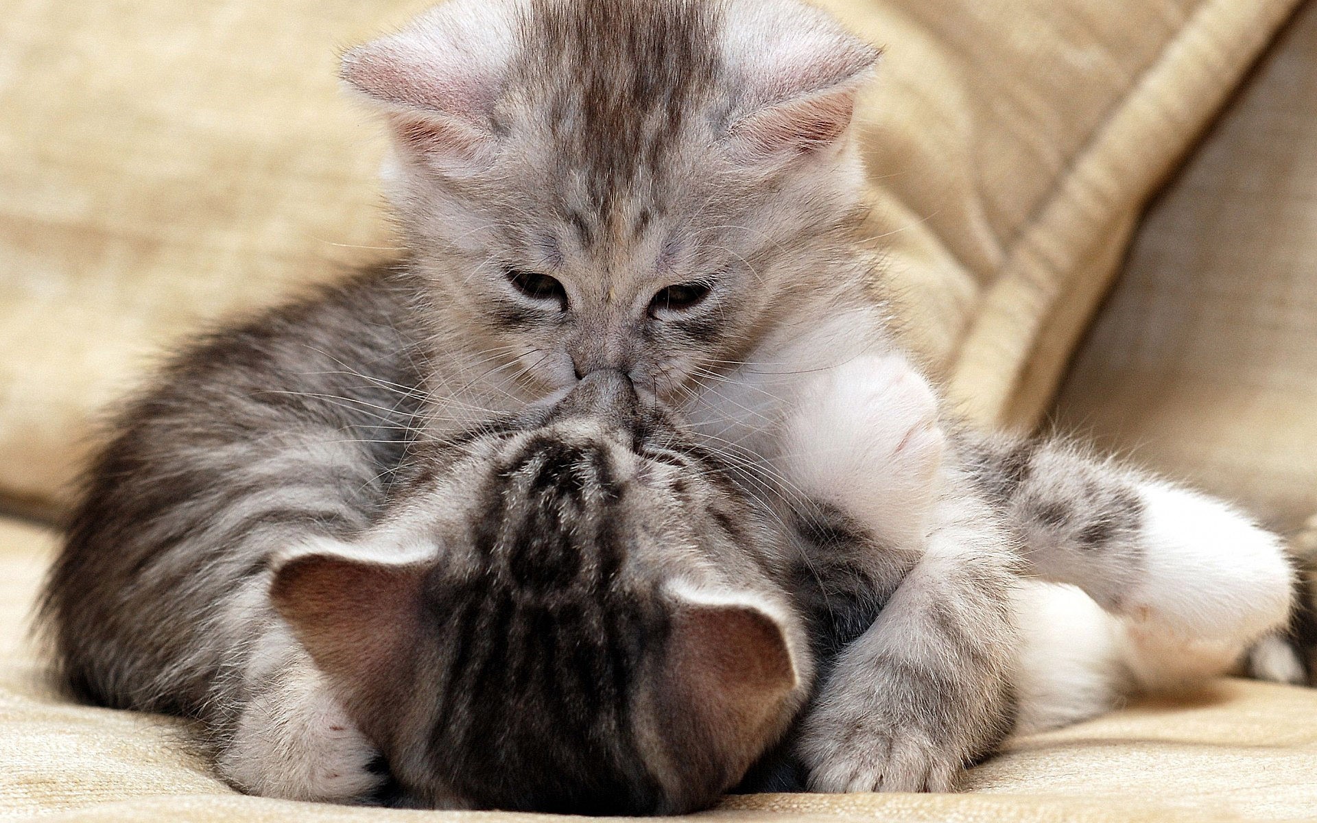 Two adorable tabby kittens playing together HD Wallpaper