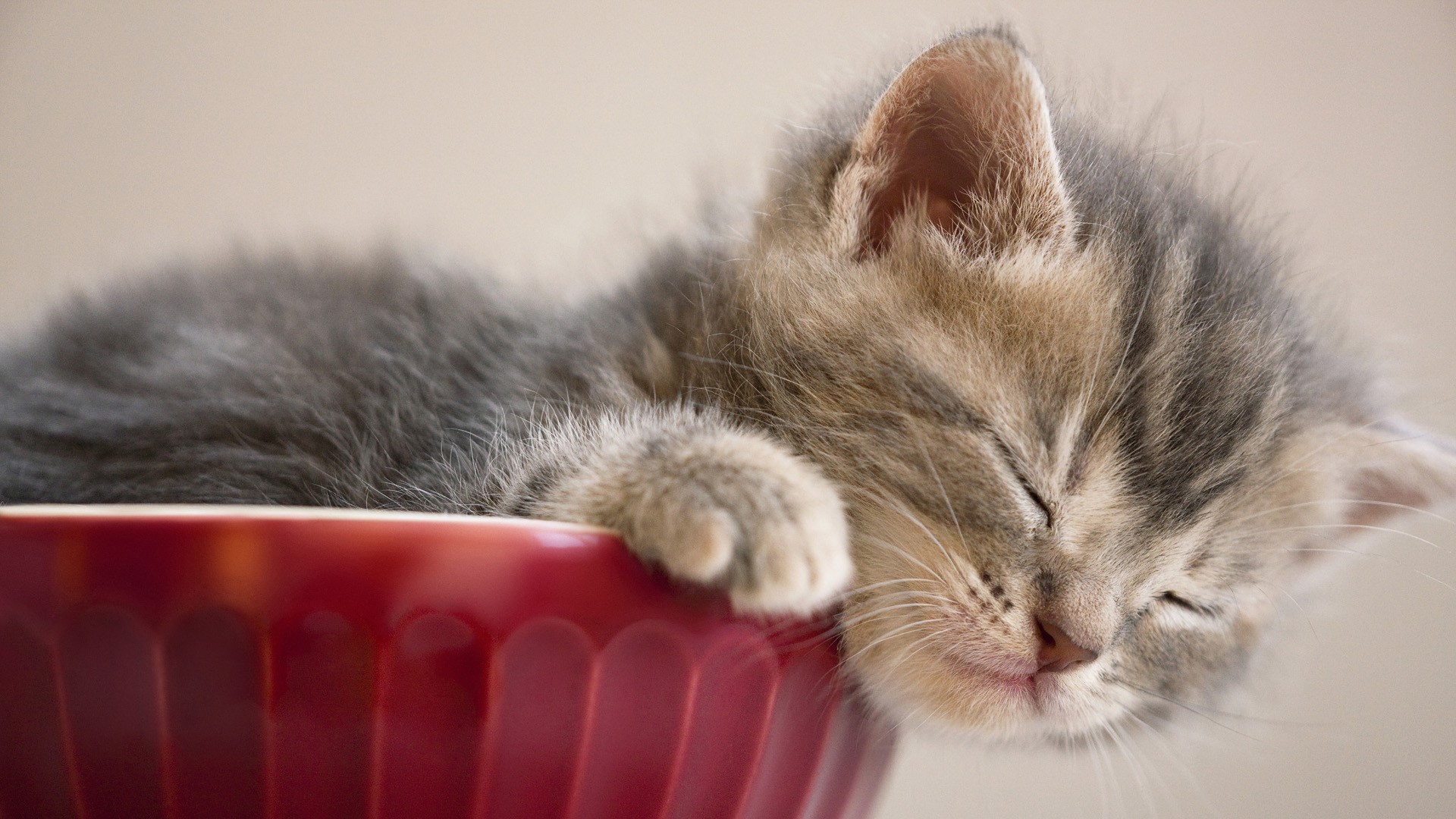 Kitten sleeping in a red bowl HD Wallpaper